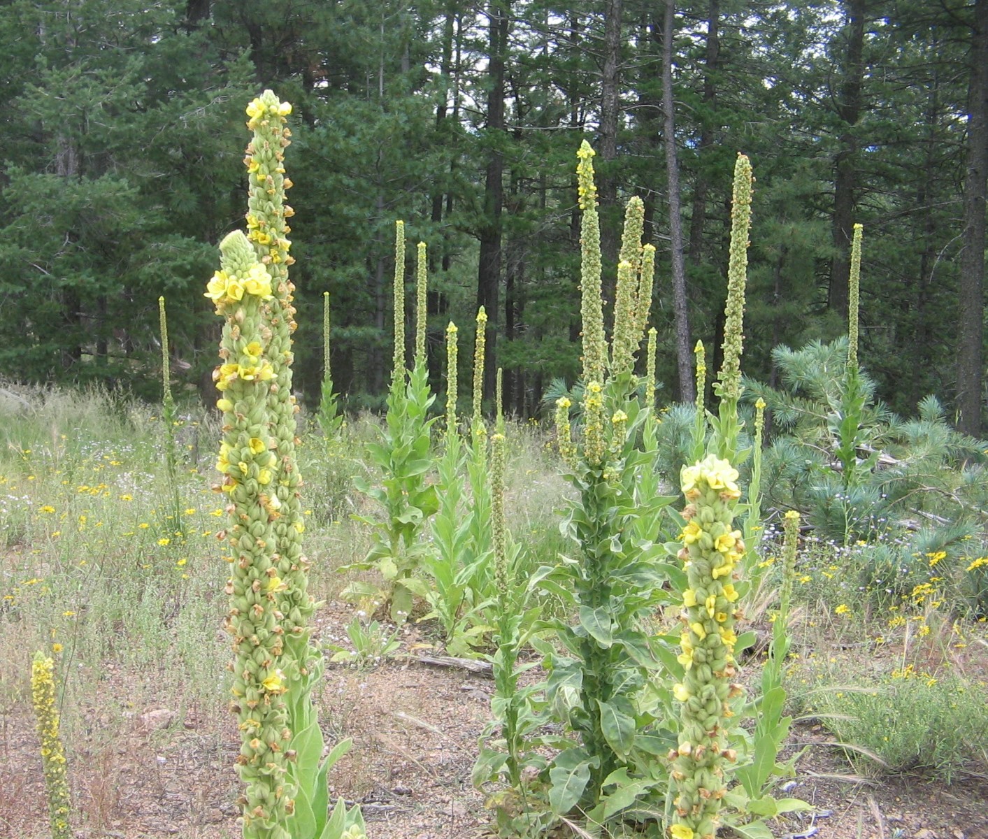Verbascum thapsus