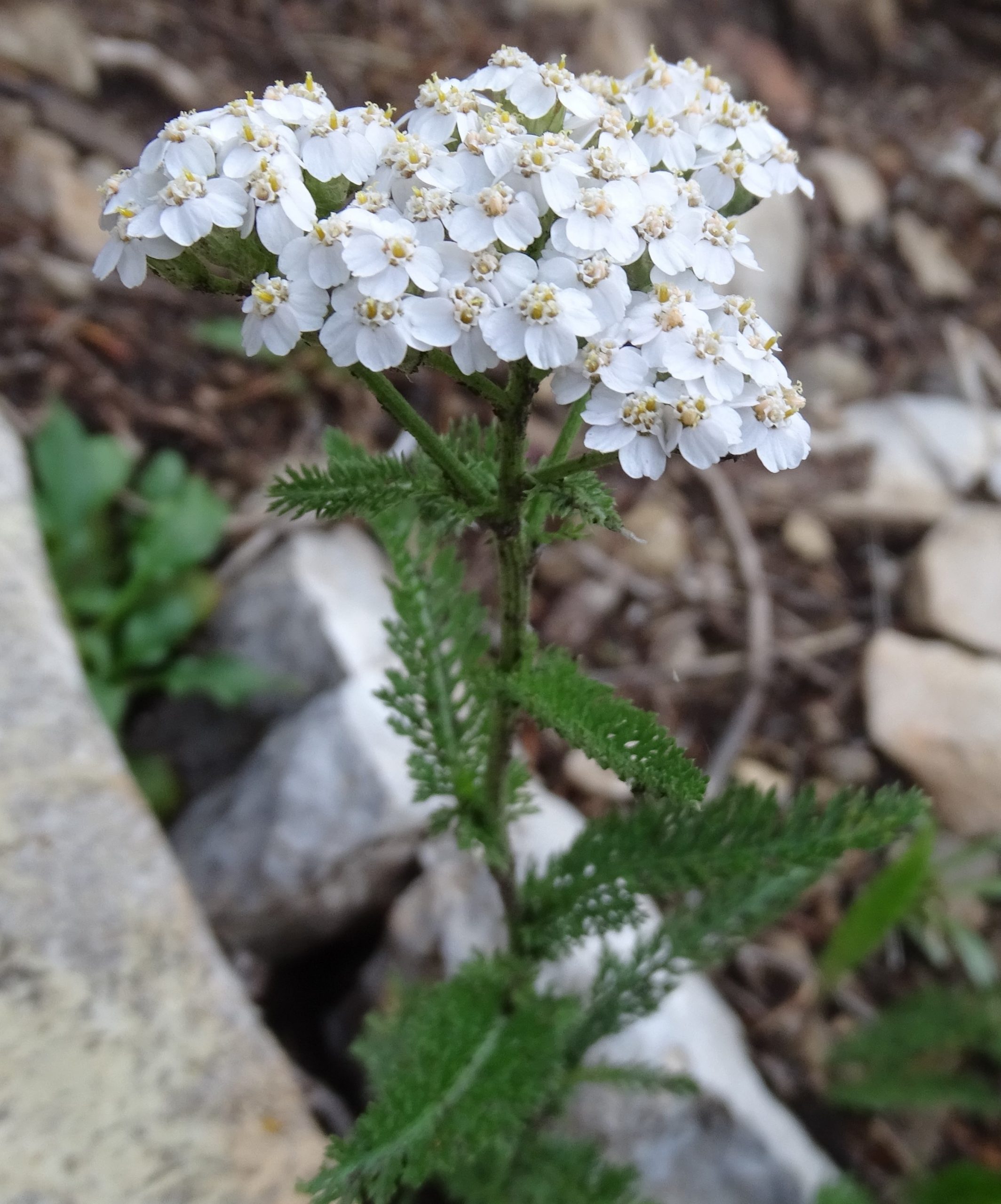 Achillea millefolium