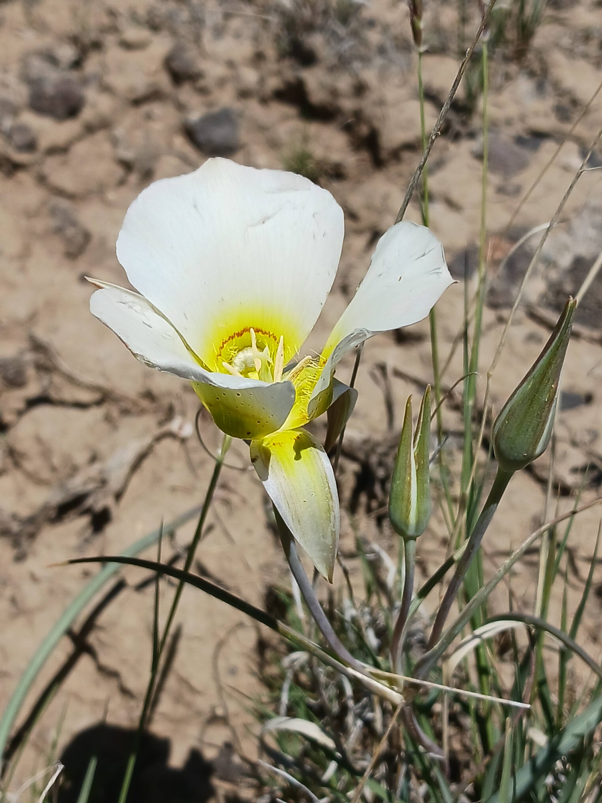 Calochortus nuttallii