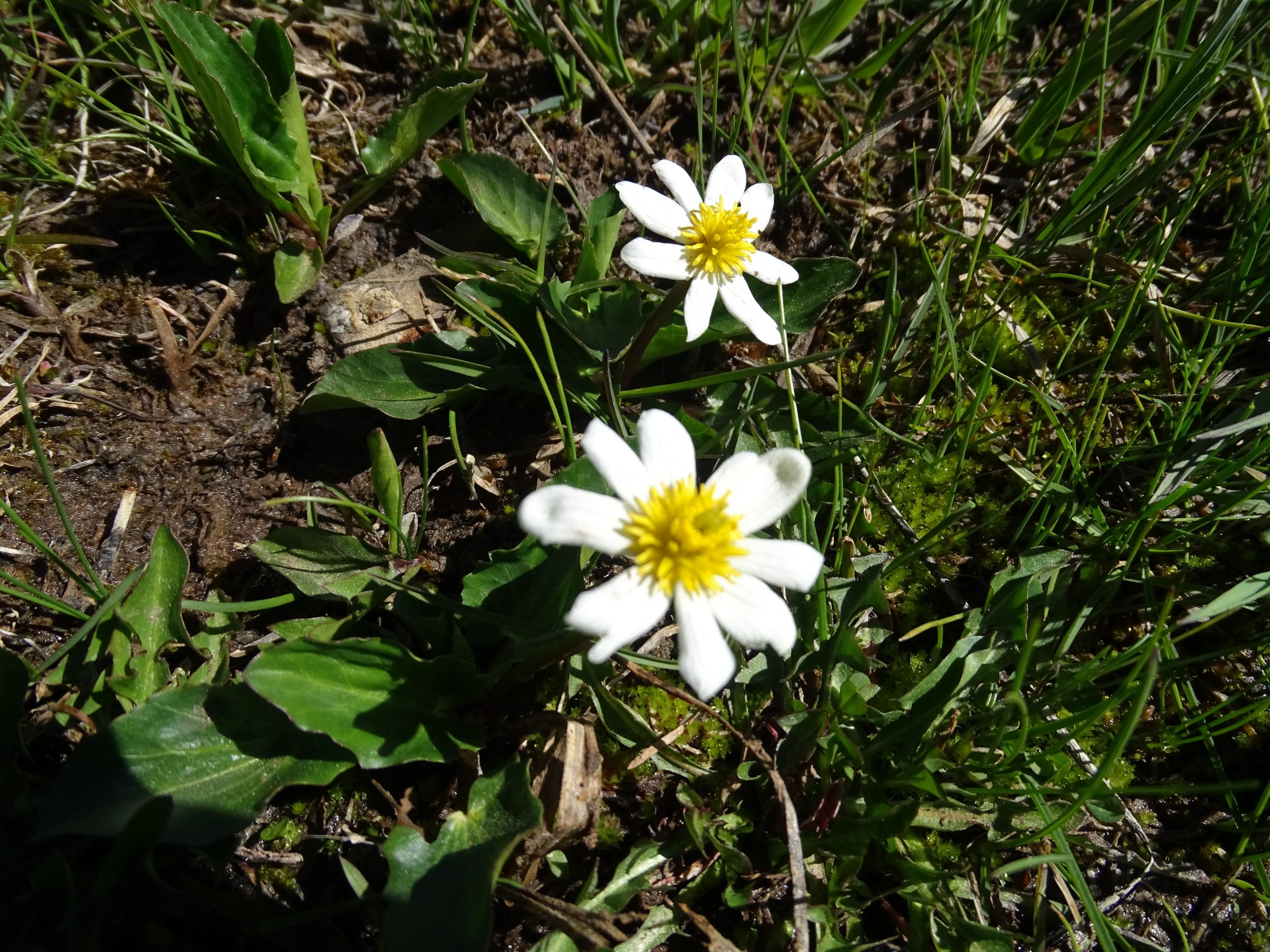 Caltha leptosepala