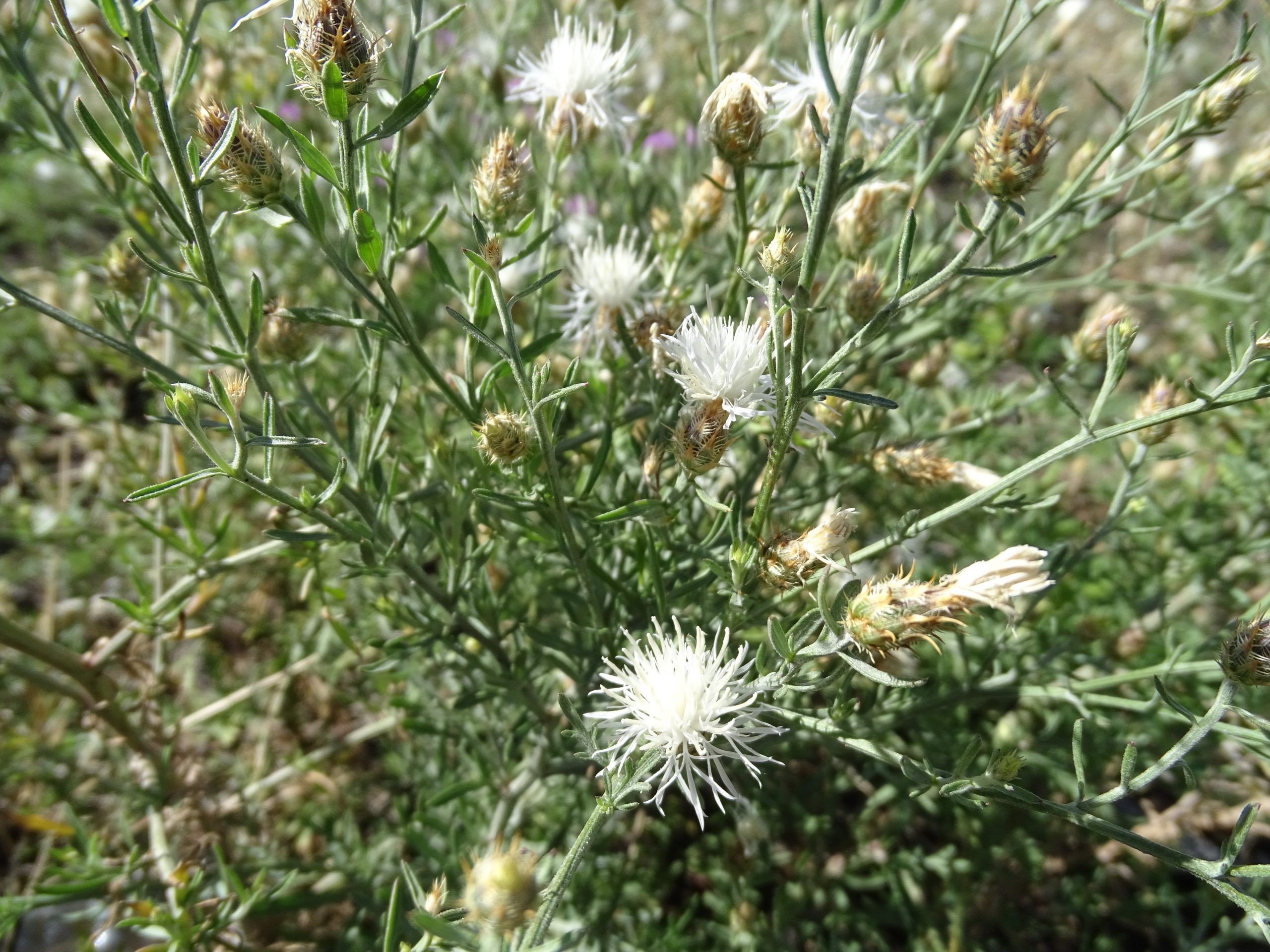 Centaurea diffusa