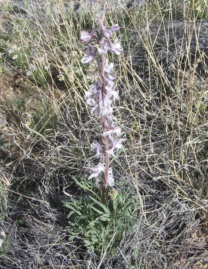 Delphinium wootonii