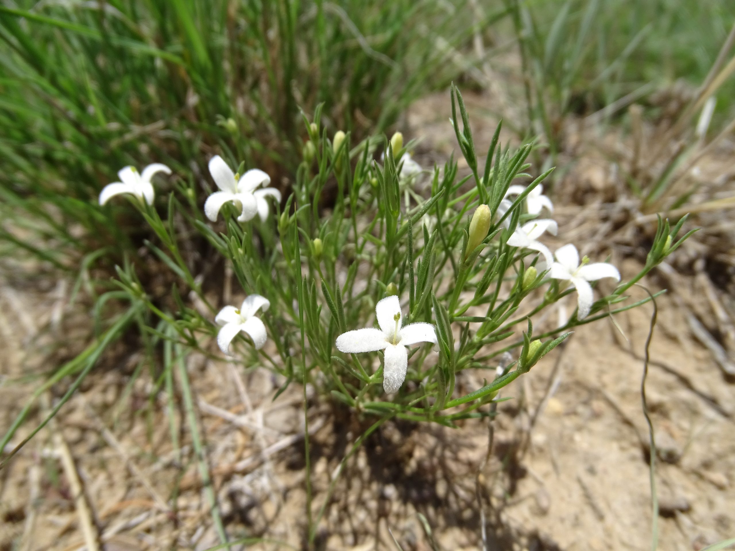 Houstonia nigricans