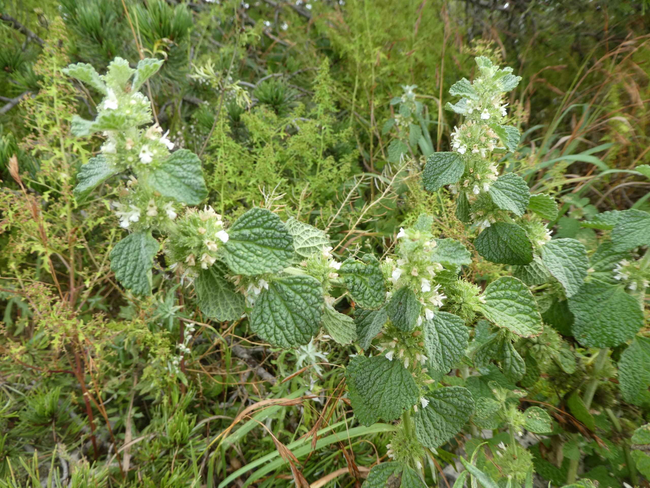 Marrubium vulgare