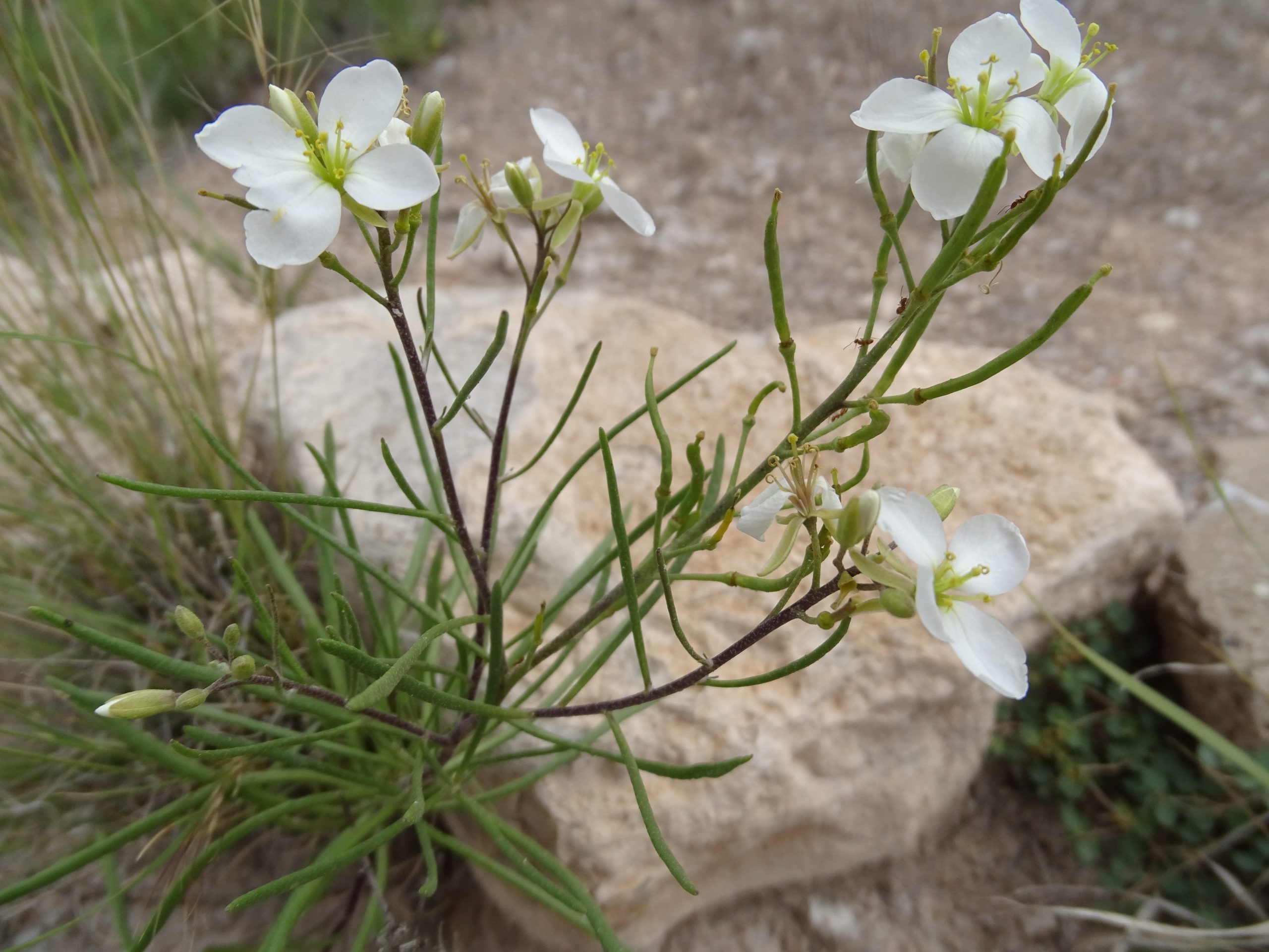 Nerisyrenia linearifolia