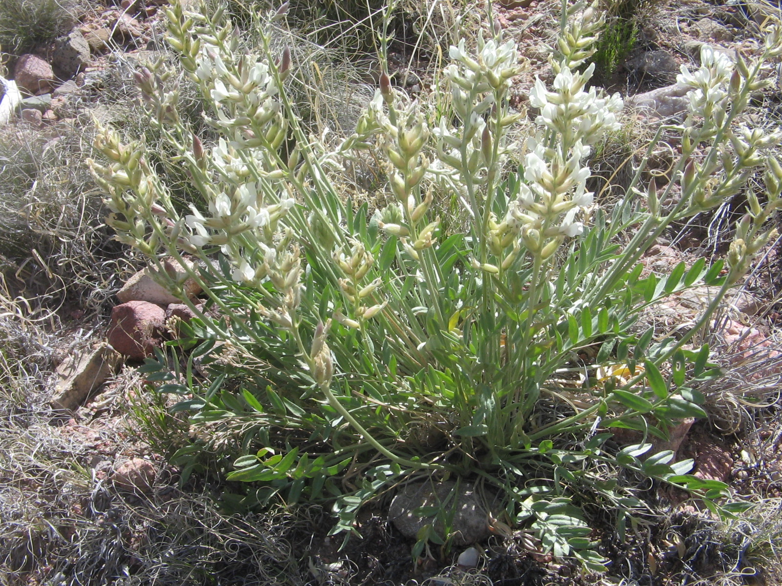 Oxytropis sericea
