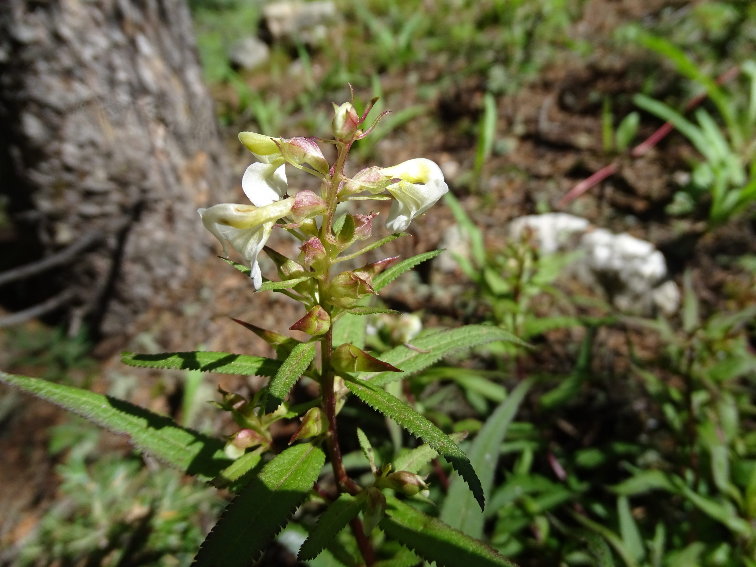 Pedicularis racemosa