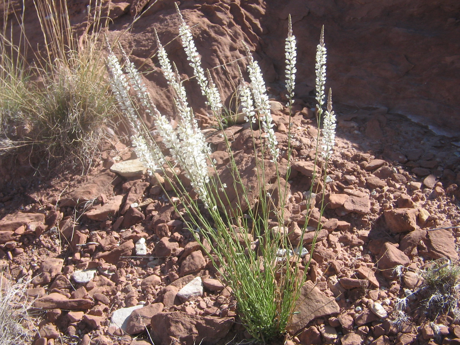 Polygala alba