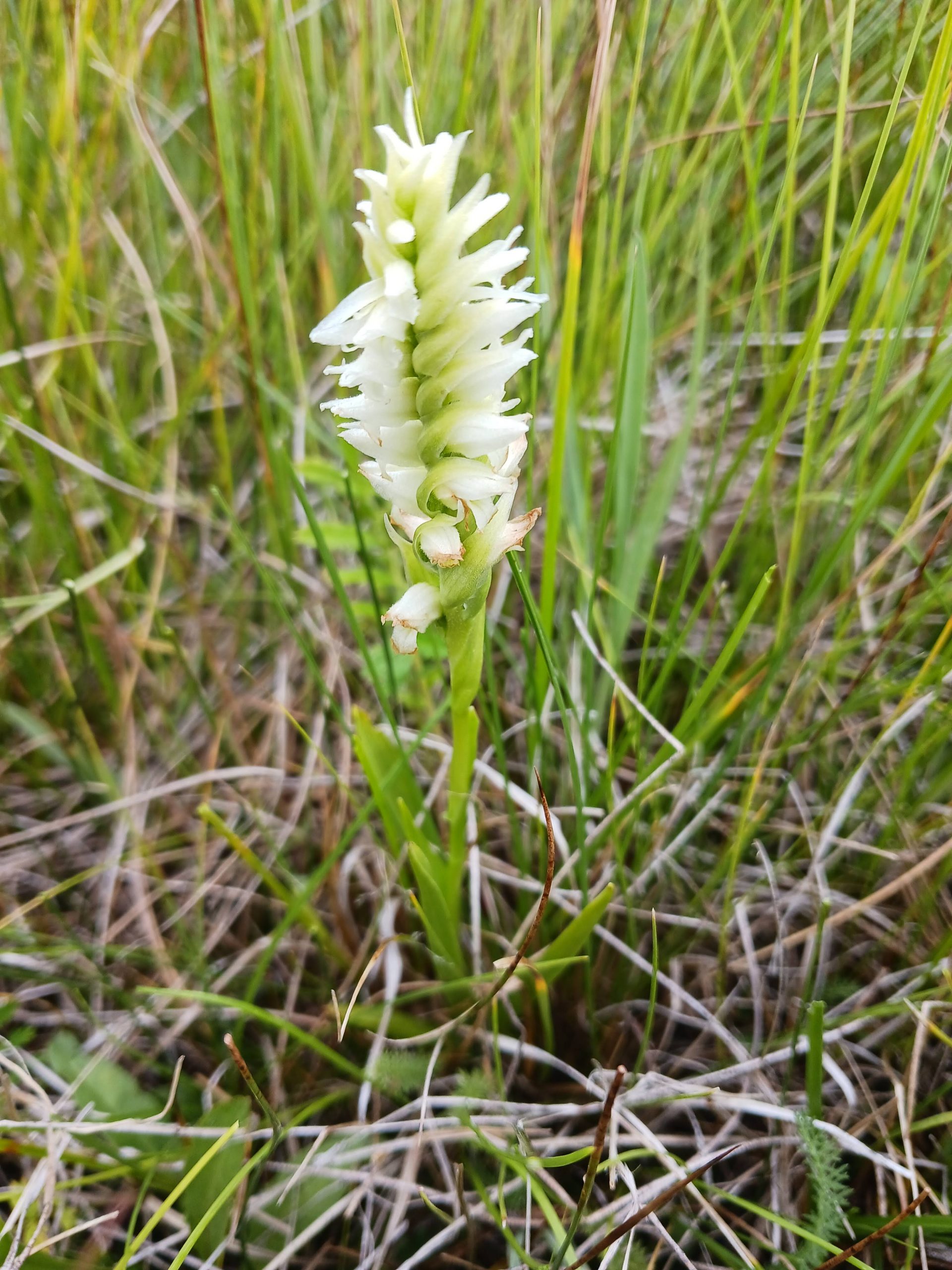 Spiranthes romanzoffiana