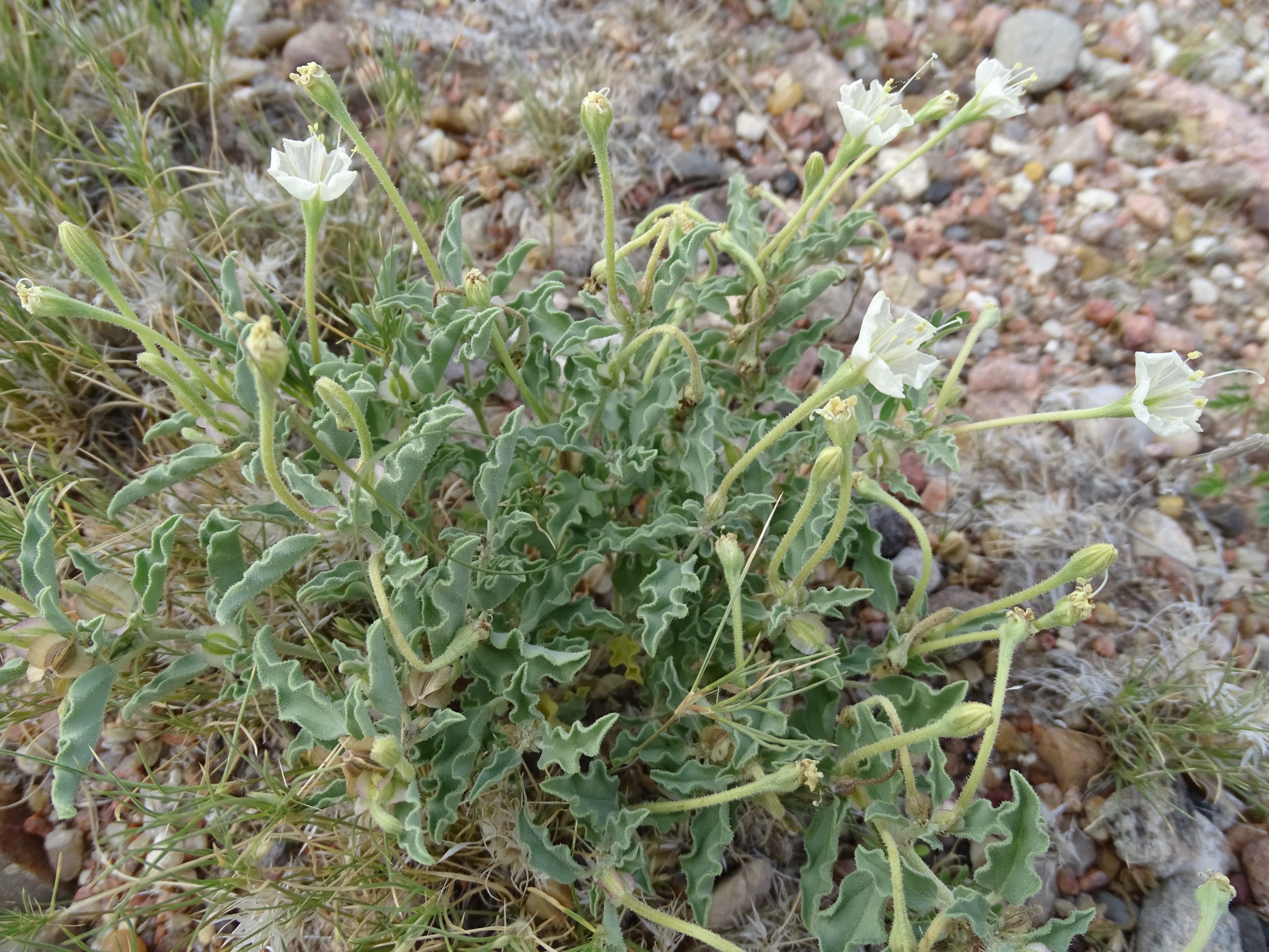 Acleisanthes diffusa