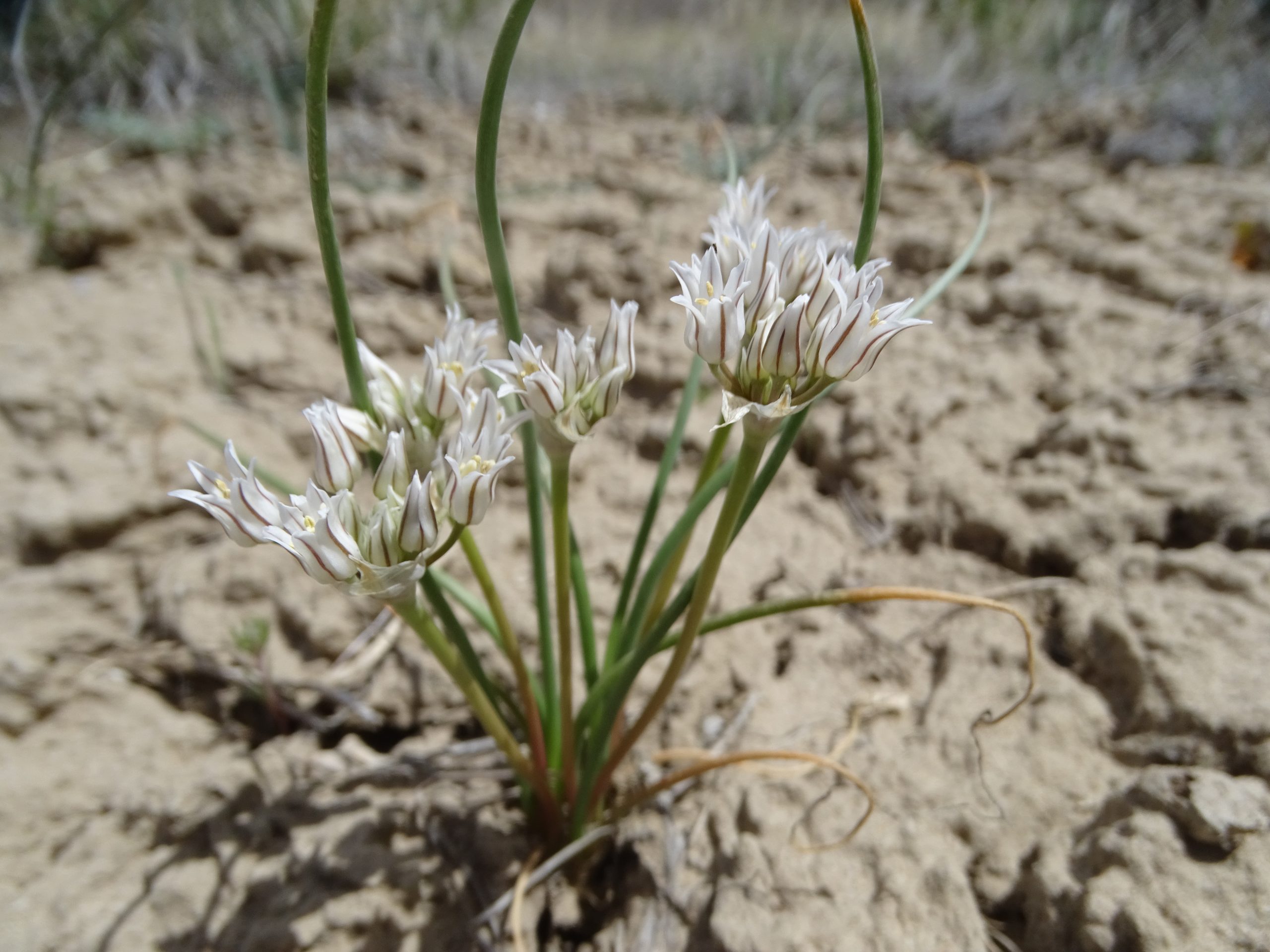 Allium macropetalum