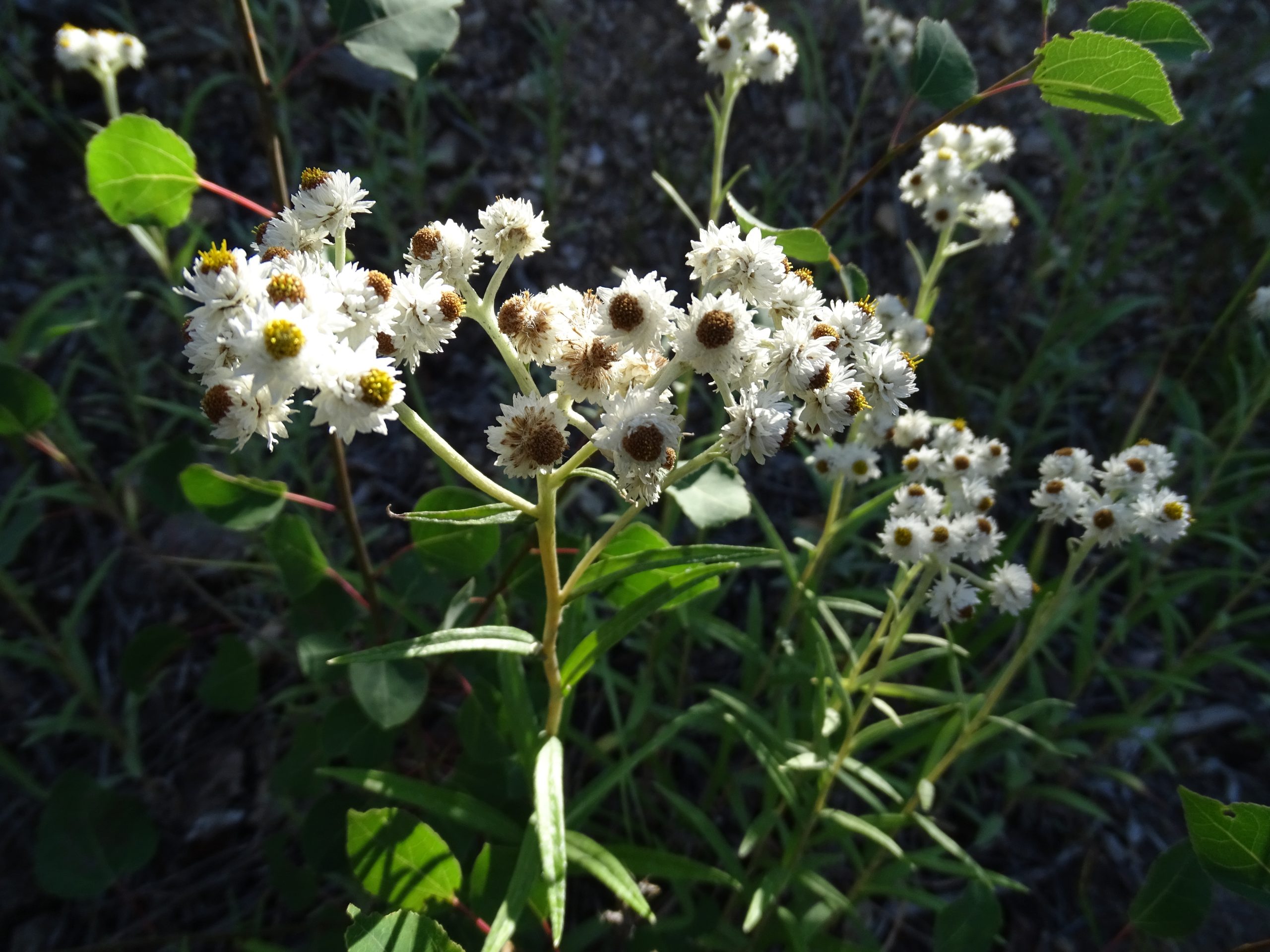 Anaphalis margaritacea