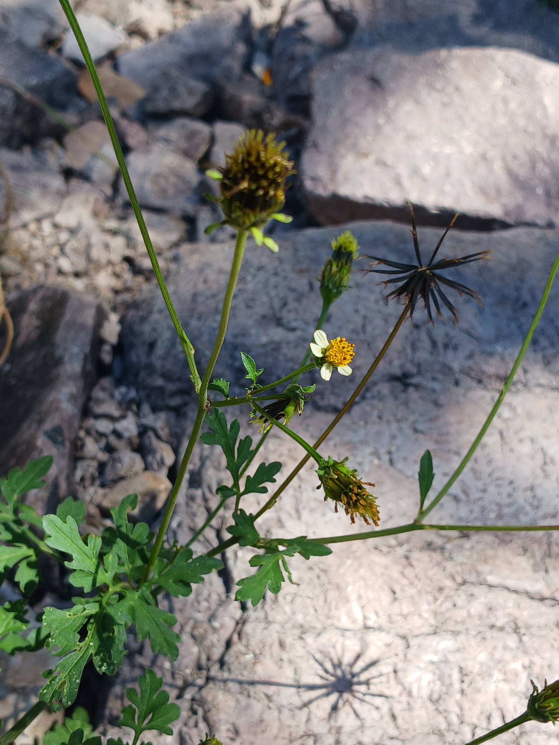 Bidens bipinnata