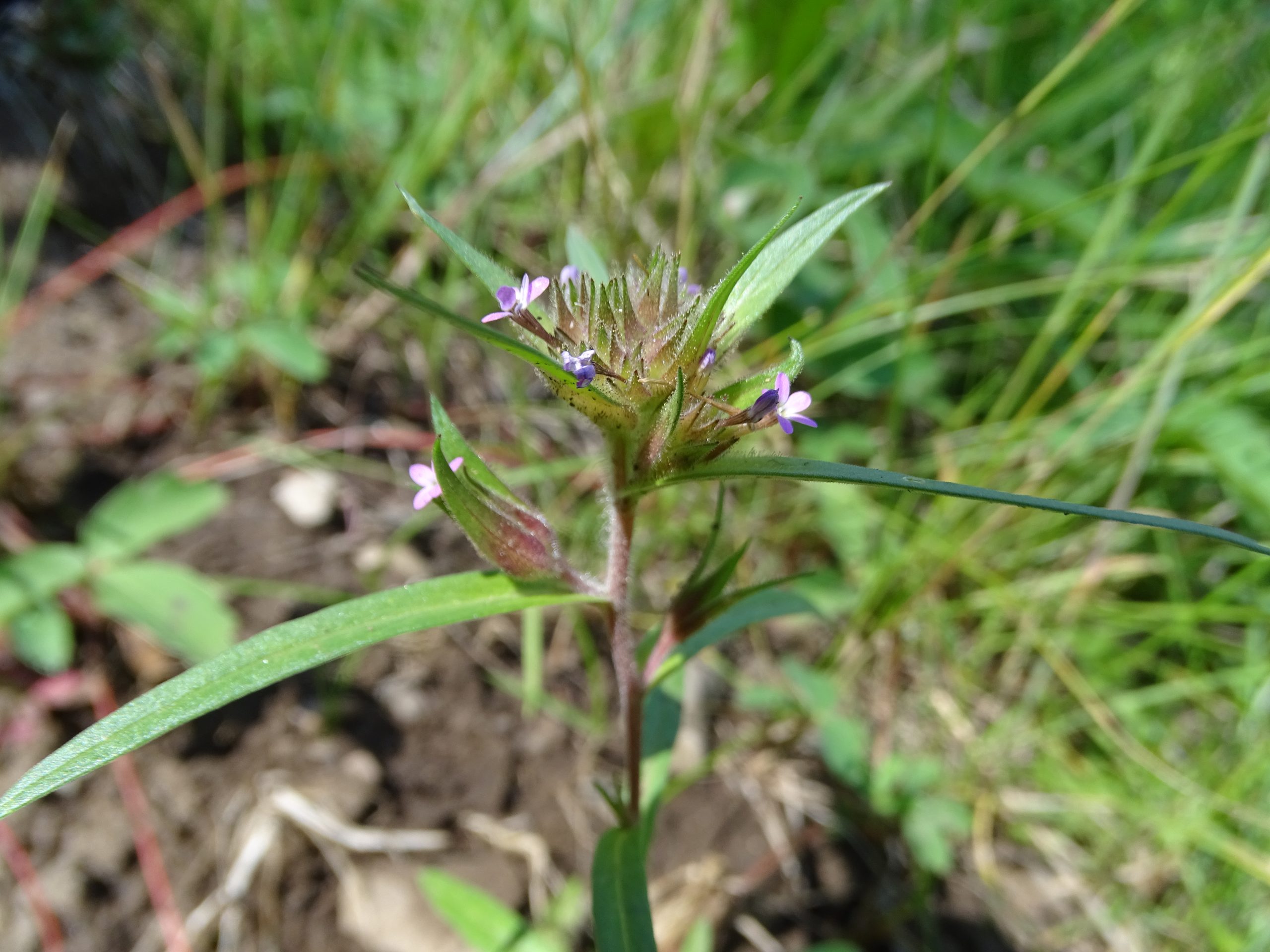 Collomia linearis
