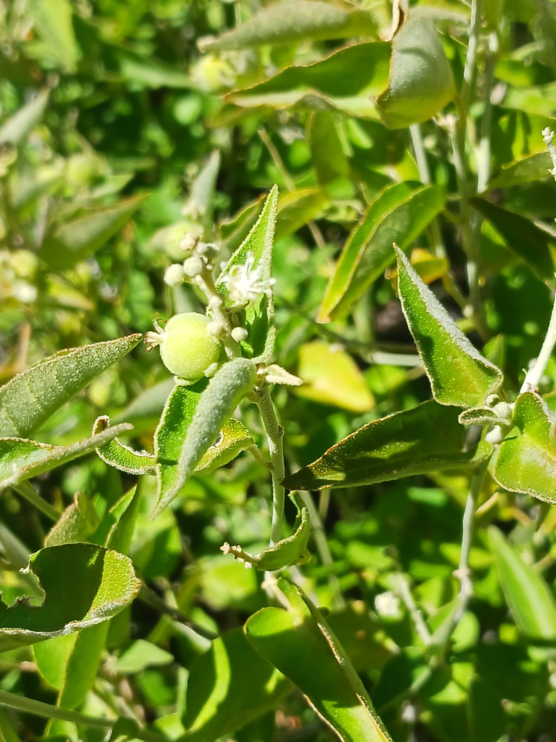 Croton fruticulosus