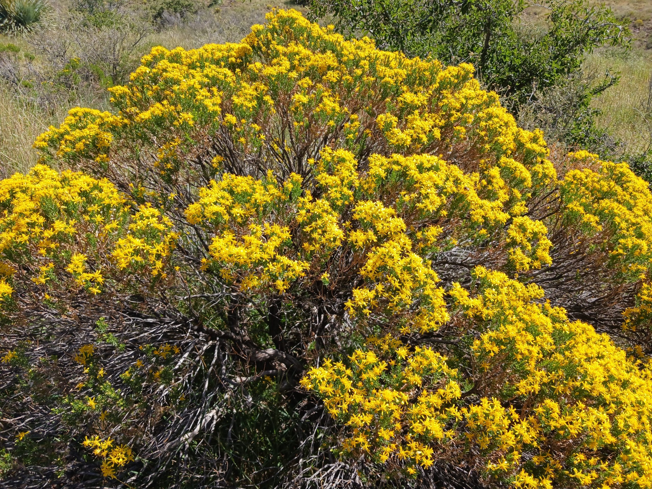 Ericameria laricifolia
