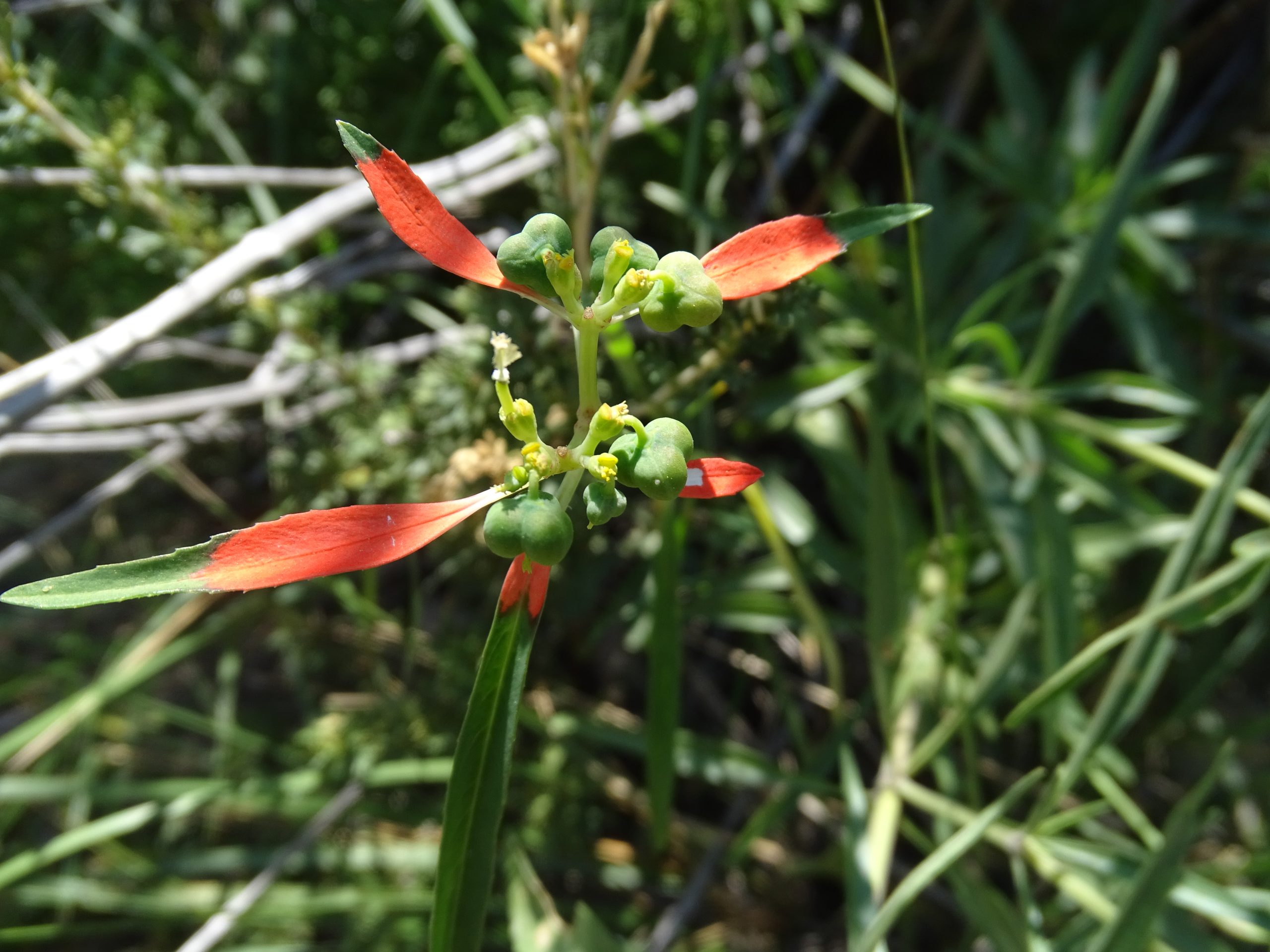 Euphorbia cyathophora