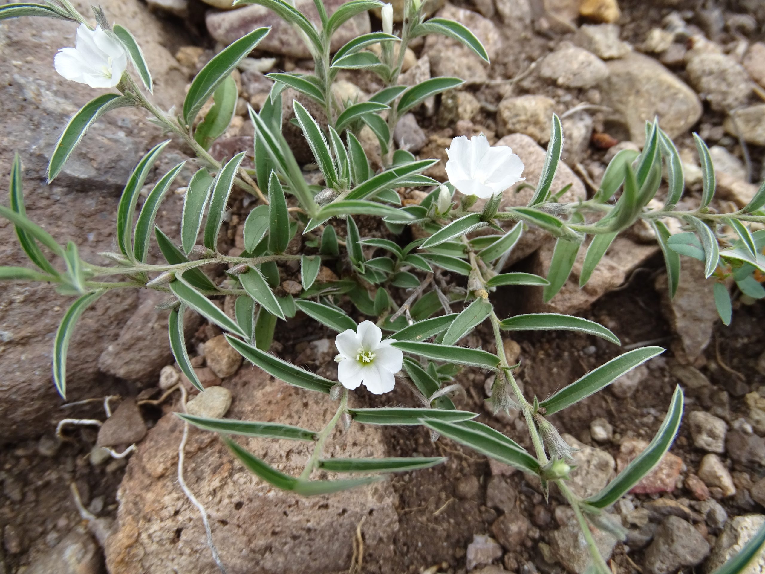 Evolvulus sericeus