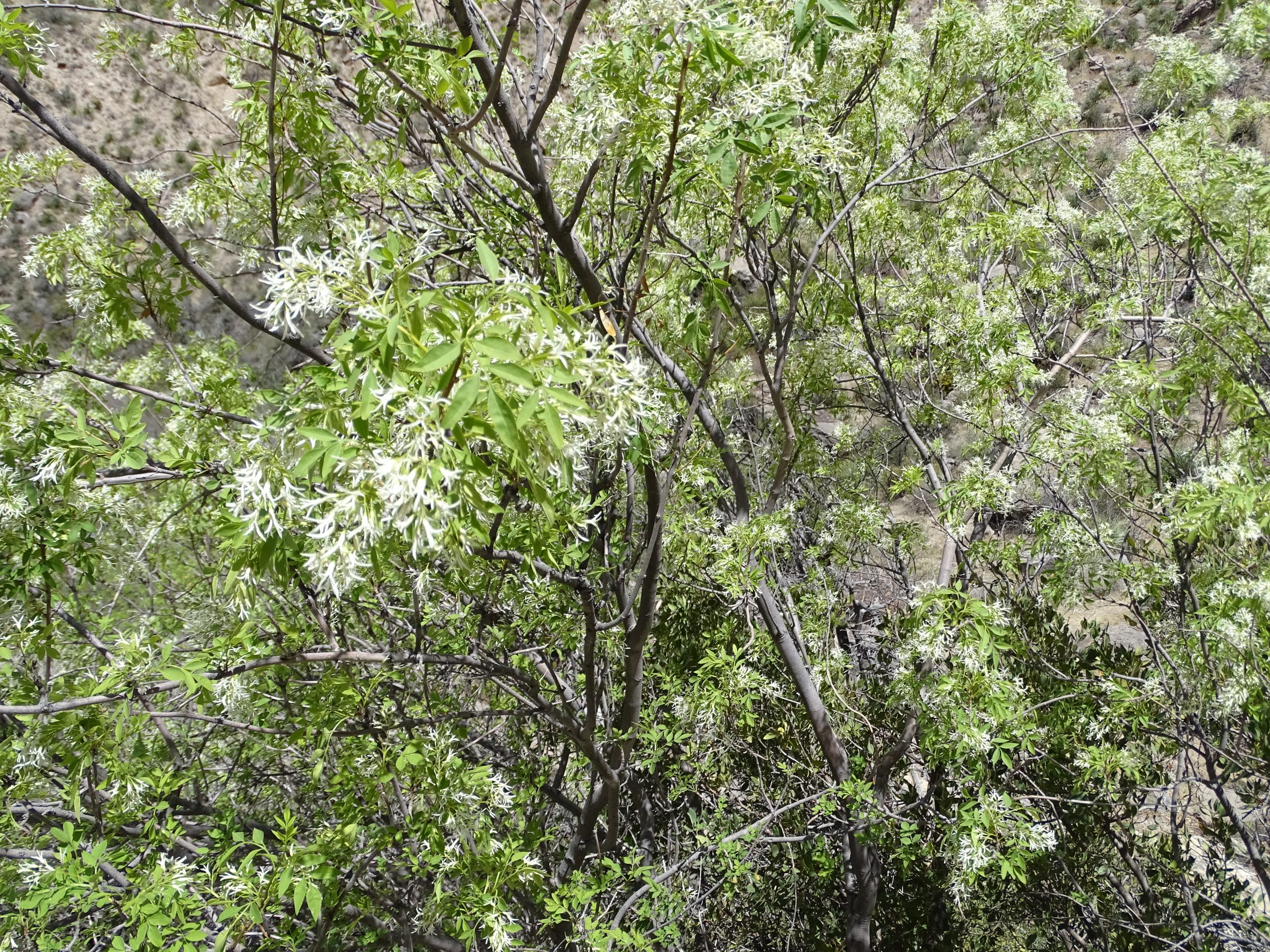 Fraxinus cuspidata