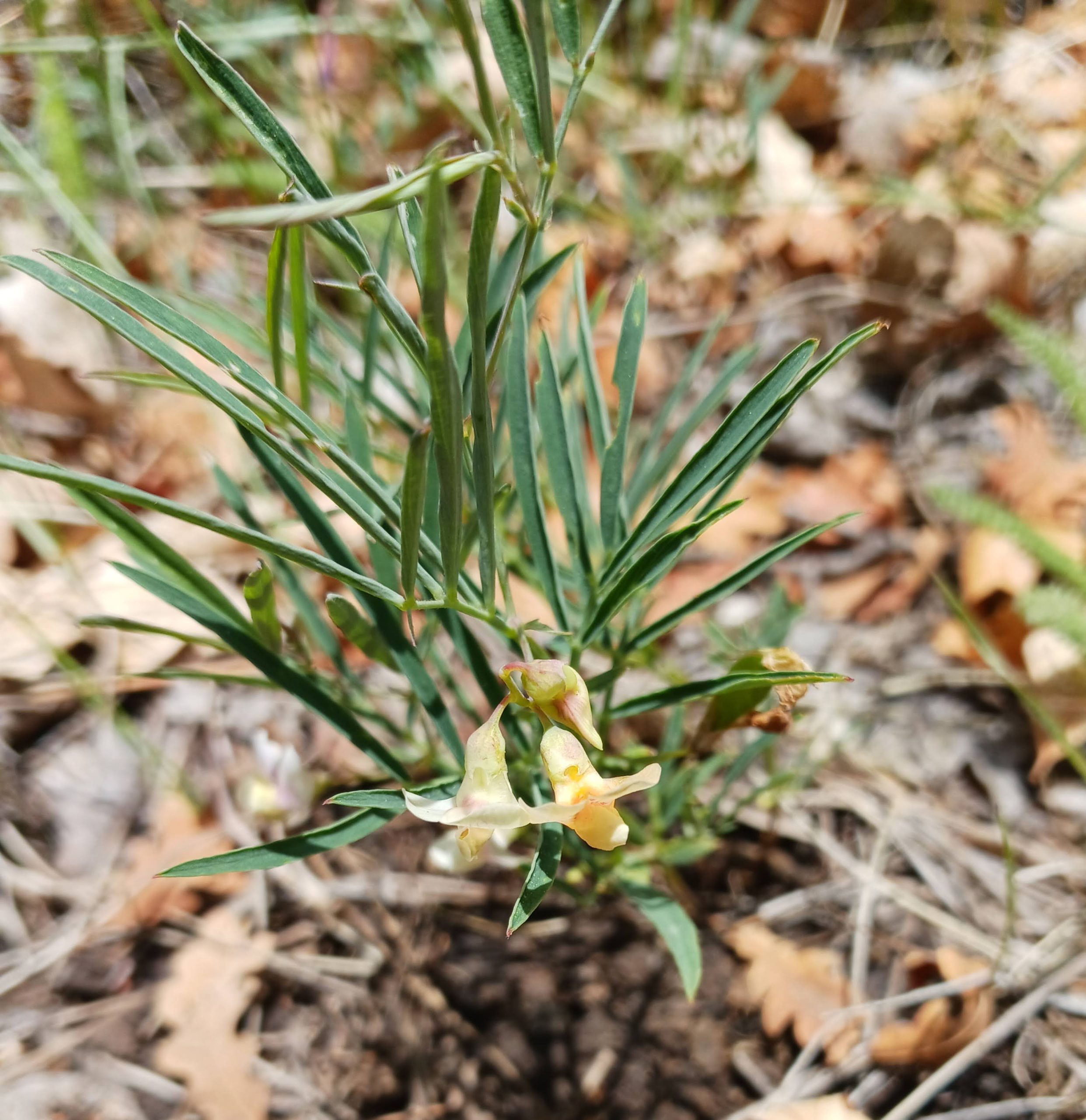 Lathyrus graminifolius