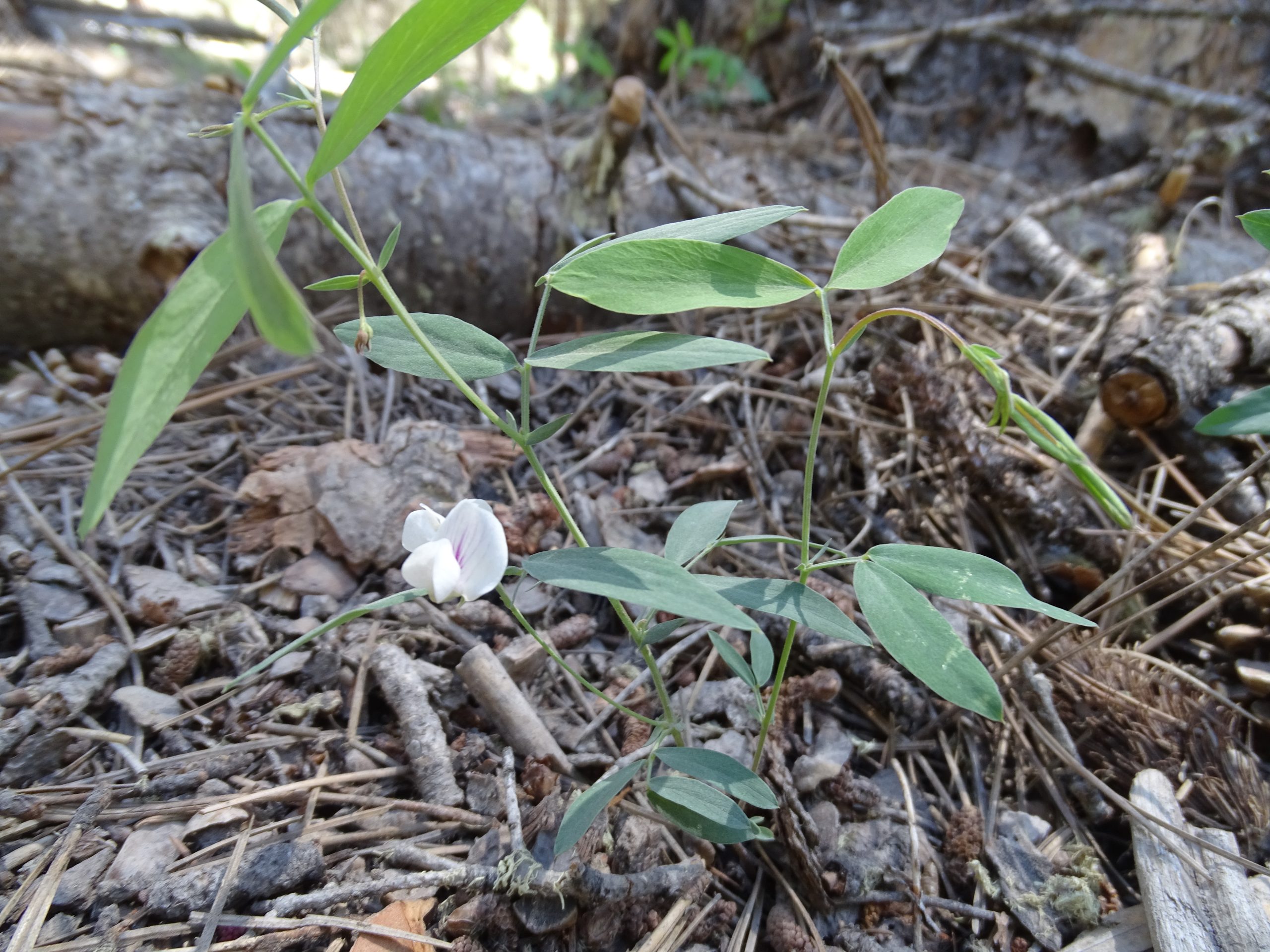 Lathyrus lanszwertii var. leucanthus