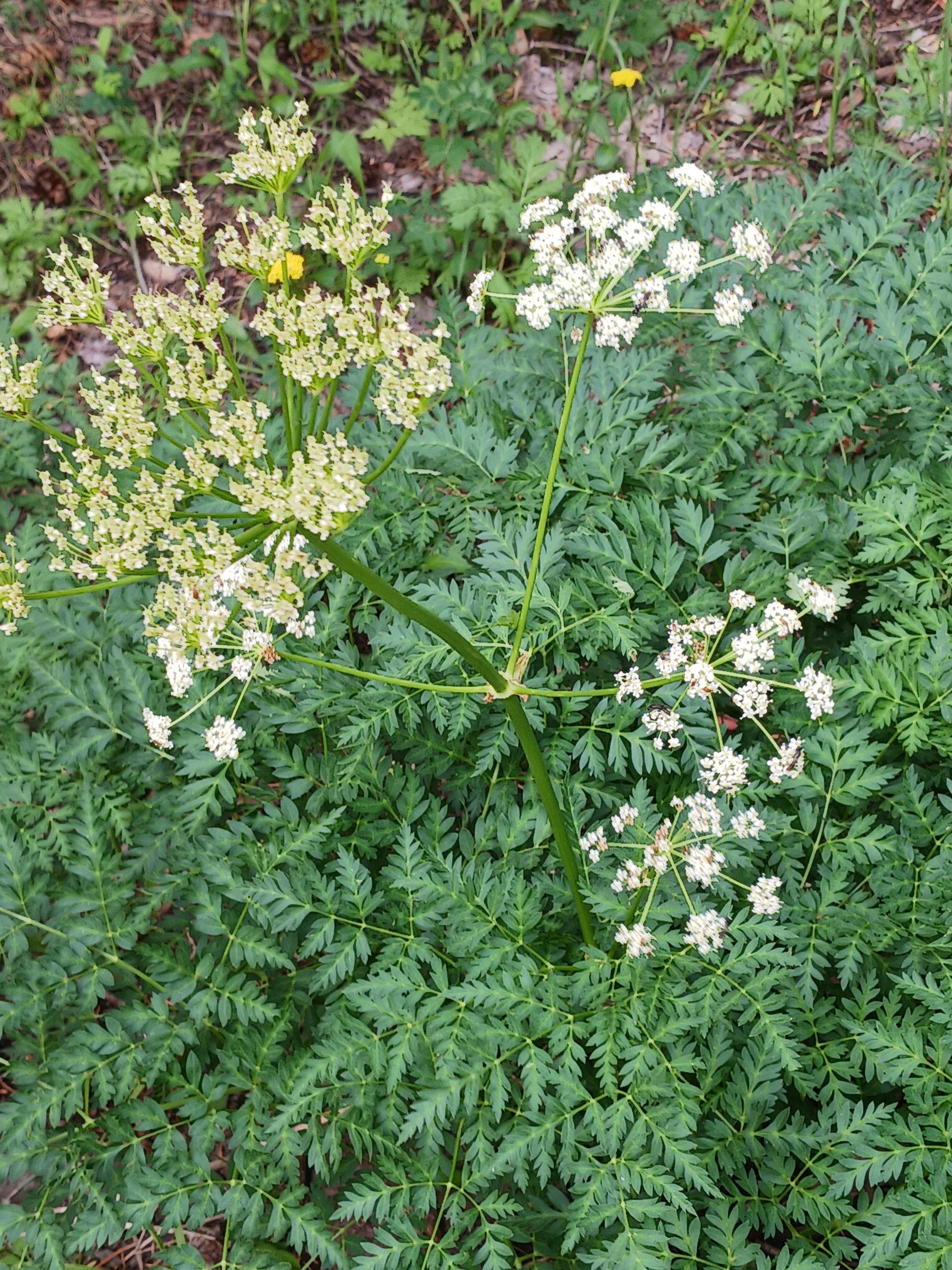 Ligusticum porteri