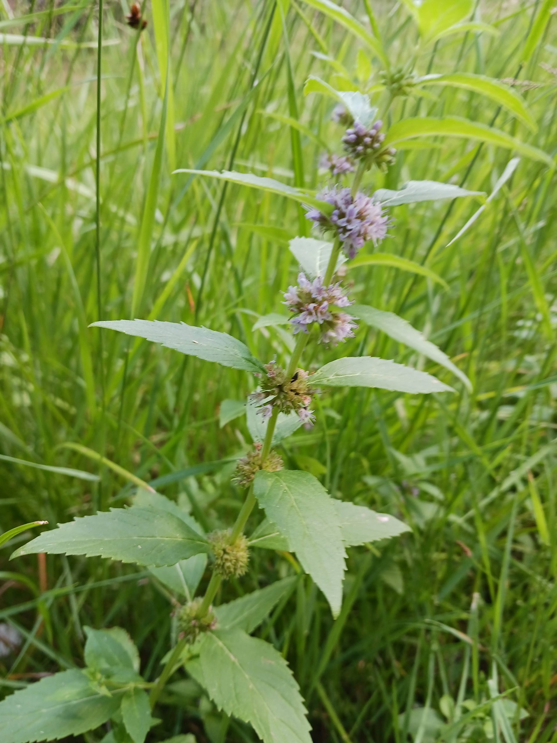 Mentha arvensis