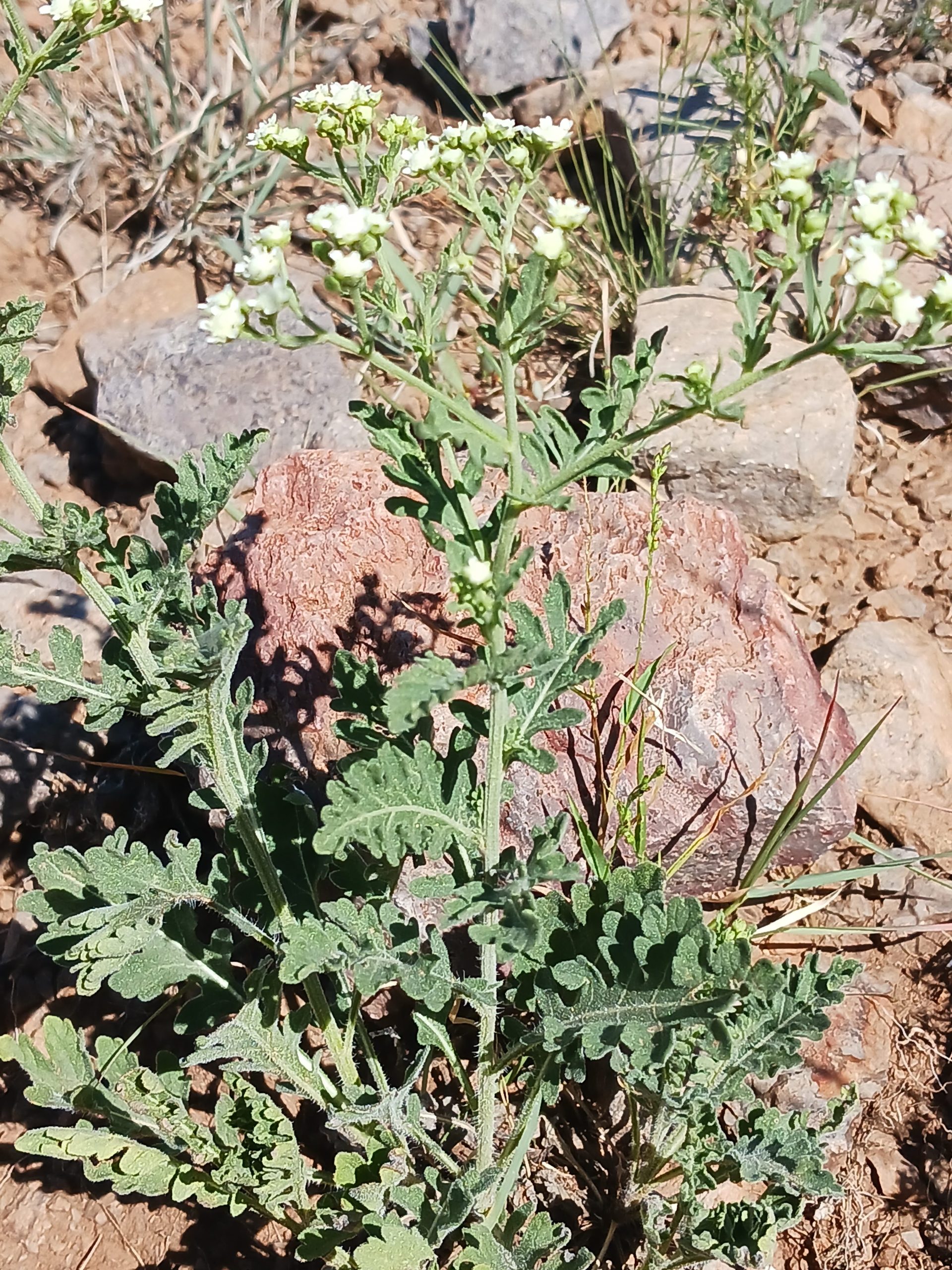 Parthenium confertum