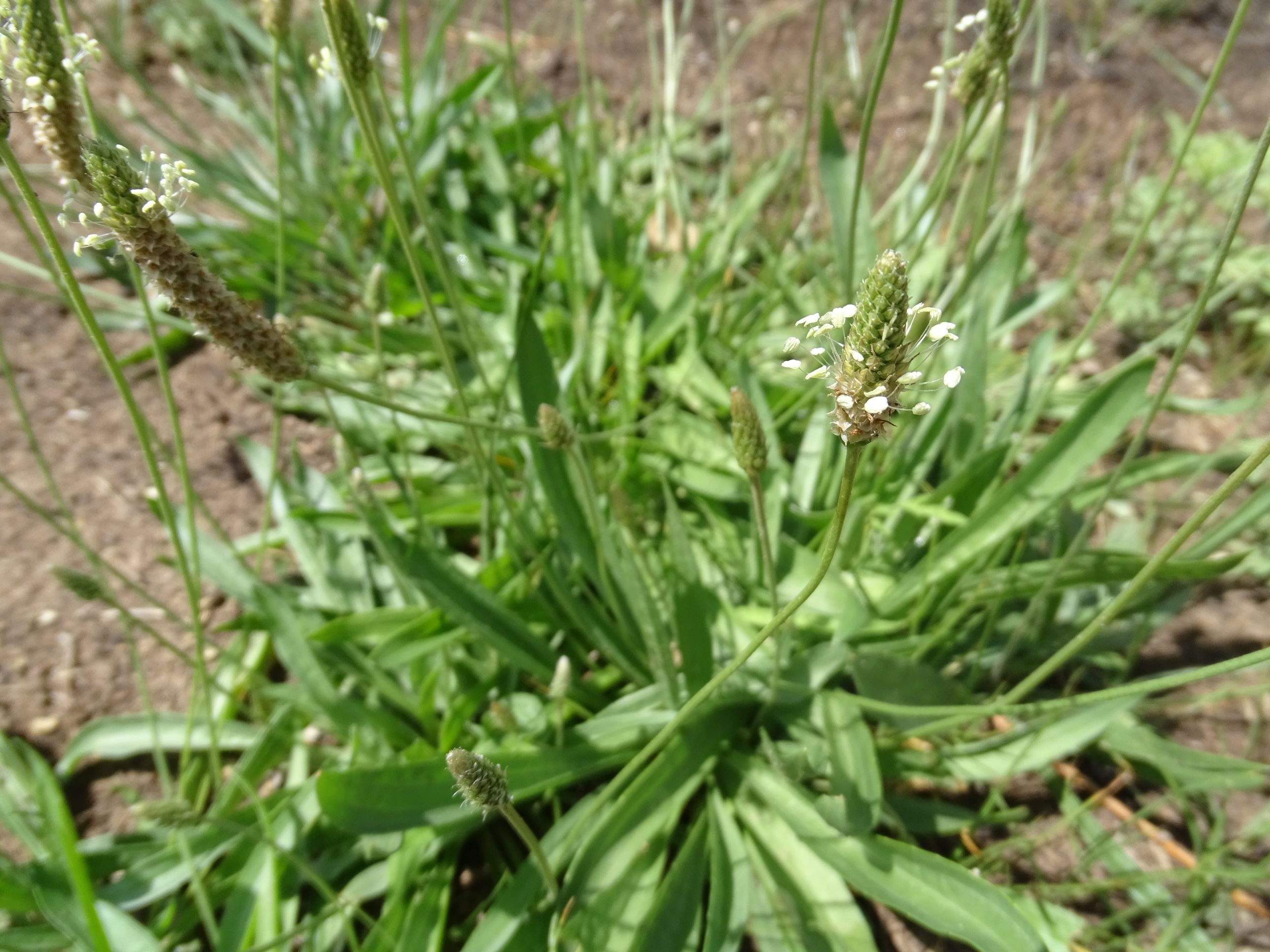 Plantago lanceolata