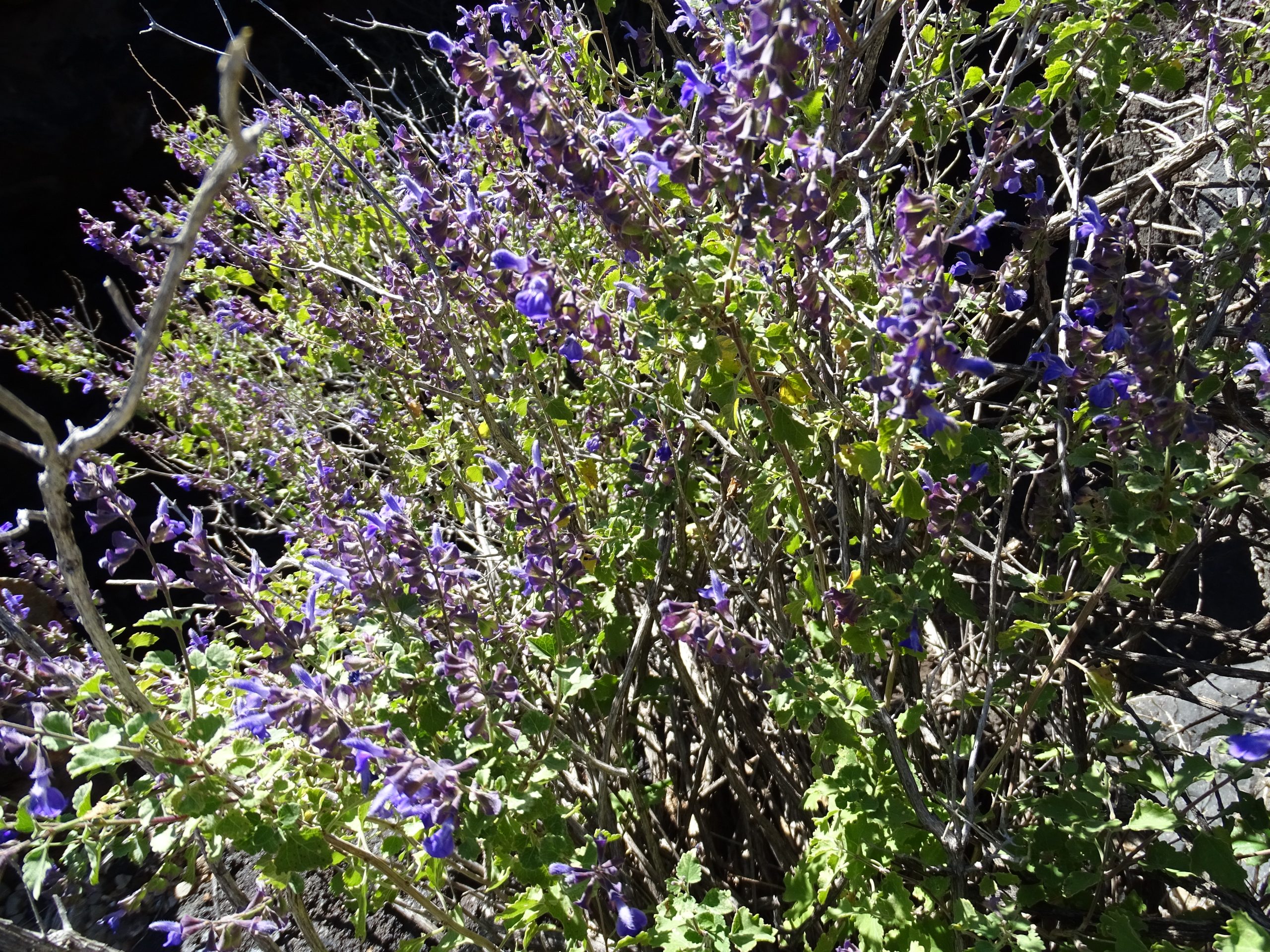 Salvia pinguifolia