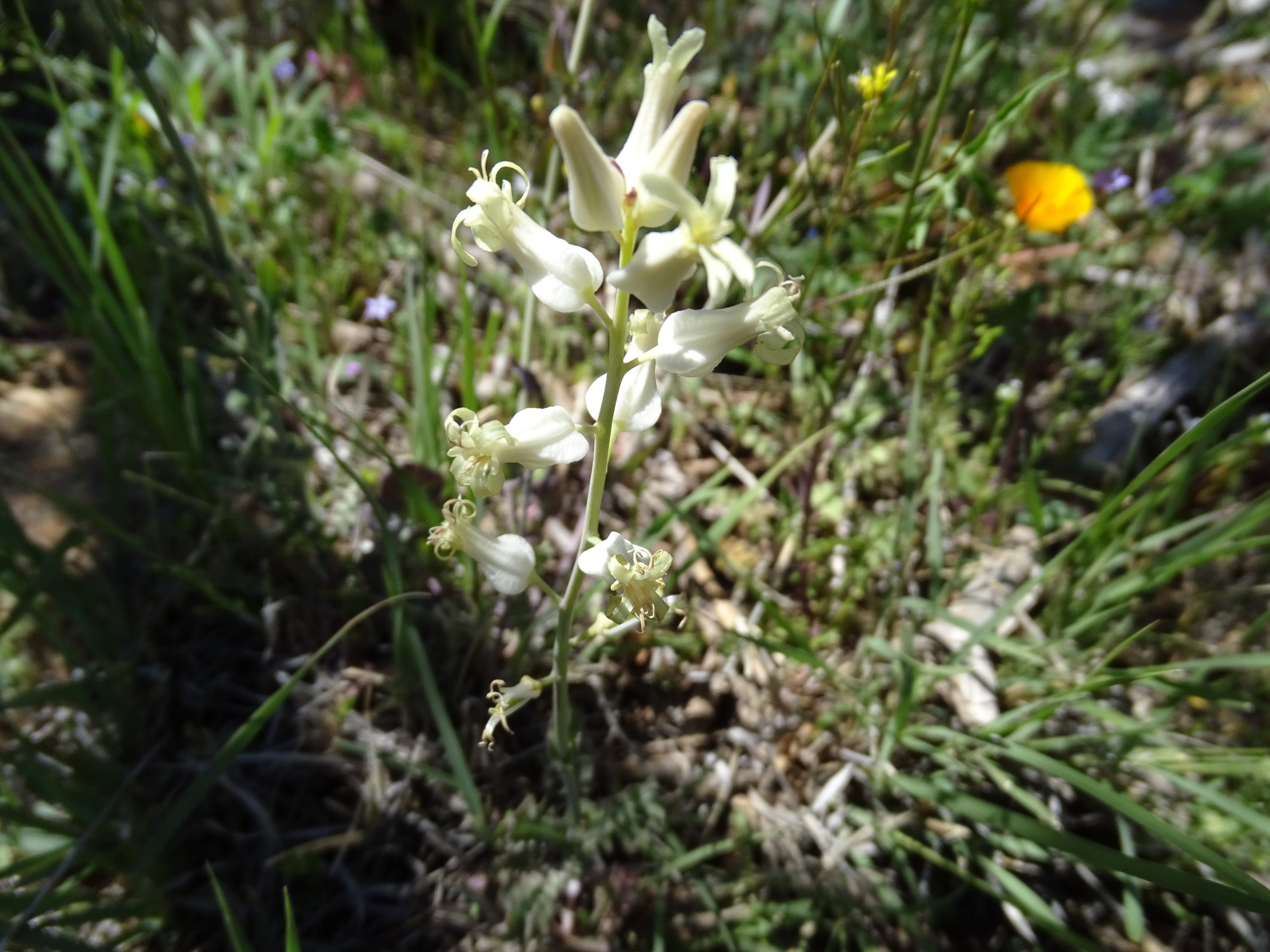 Streptanthus carinatus