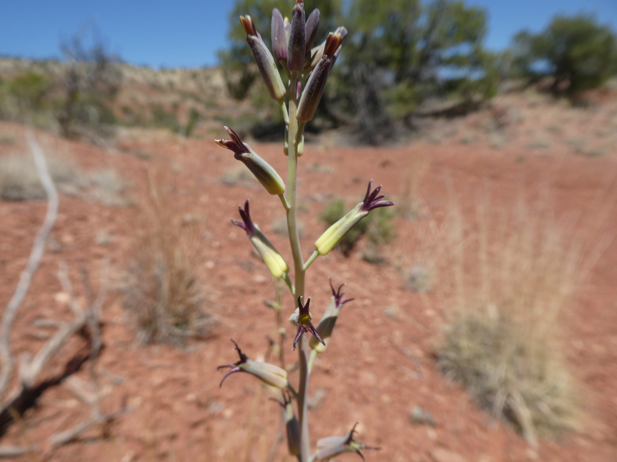 Streptanthus cordatus