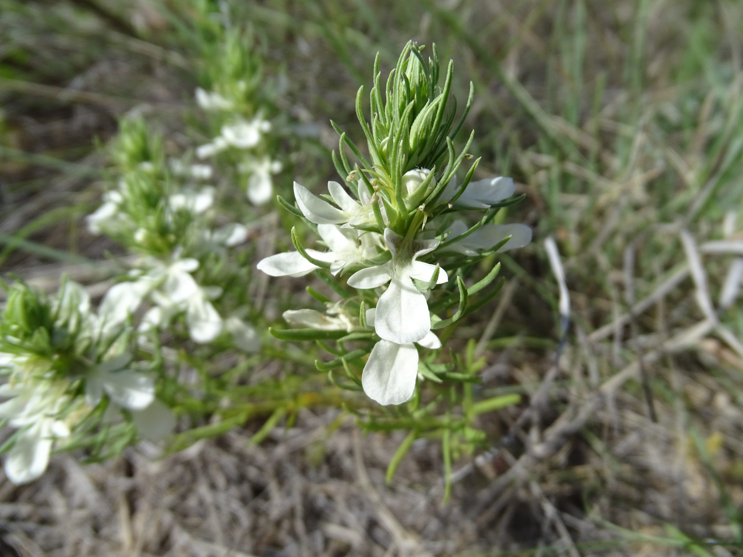 Teucrium laciniatum