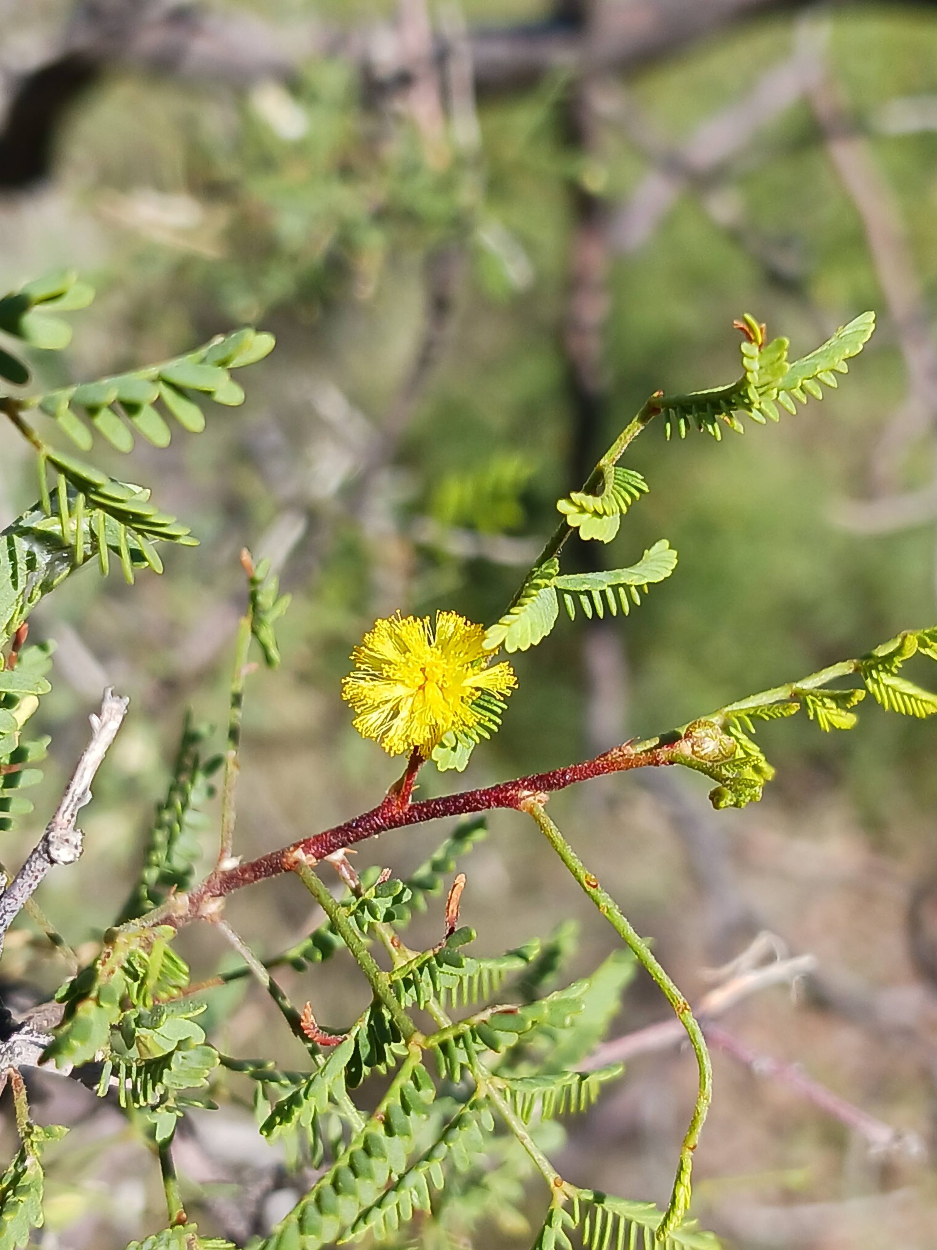 Vachellia constricta