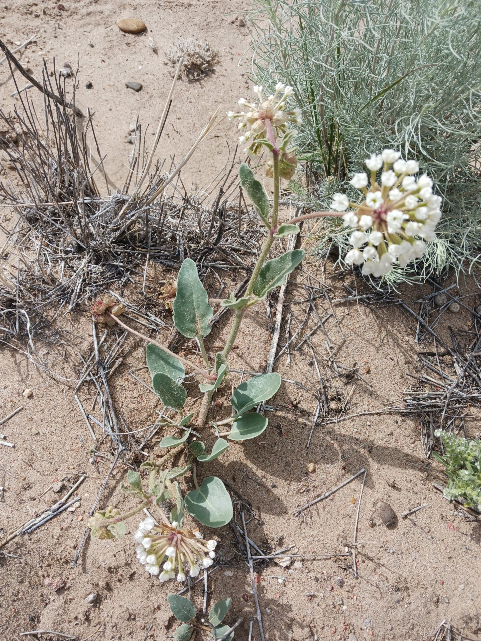 Abronia fragrans