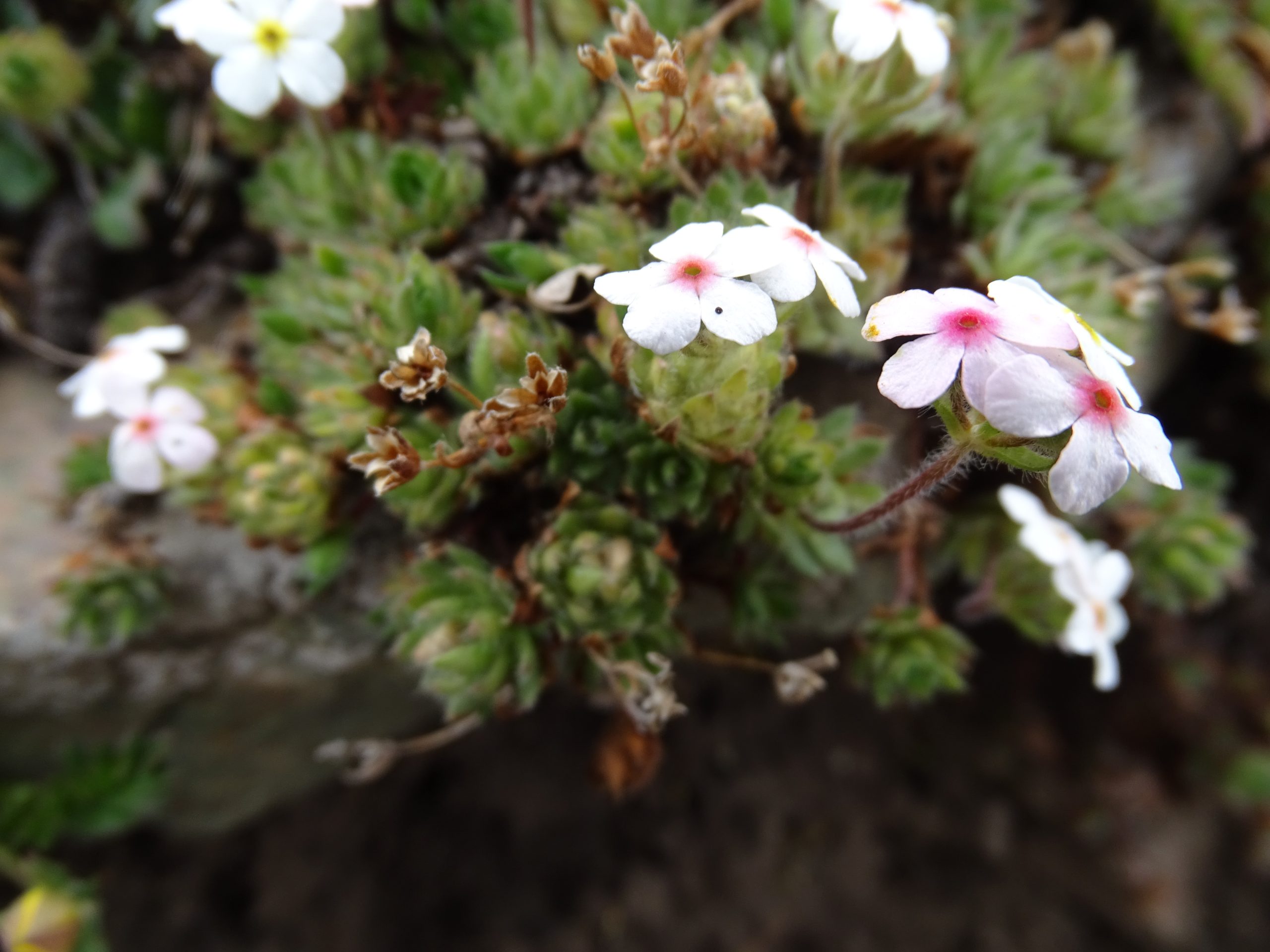 Androsace chamaejasme