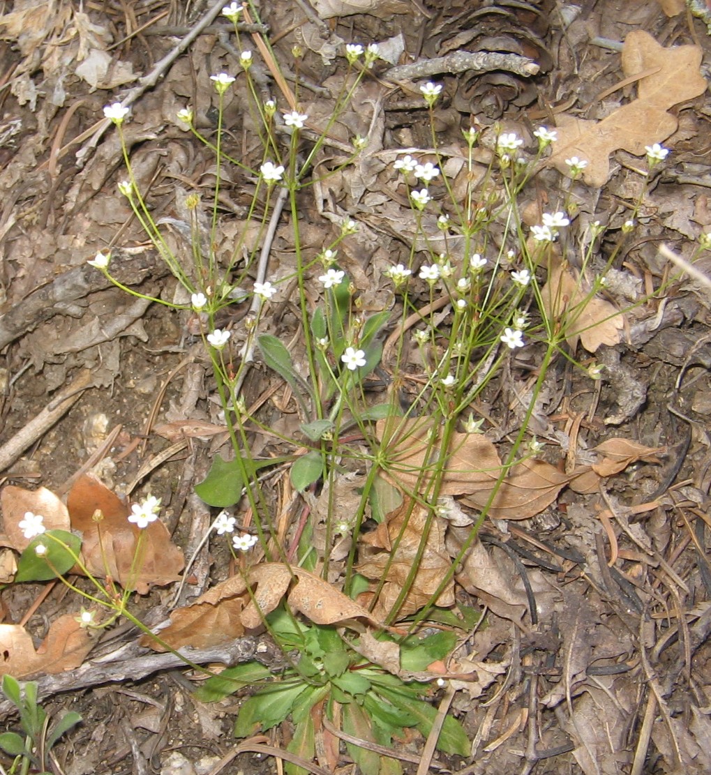 Androsace septentrionalis