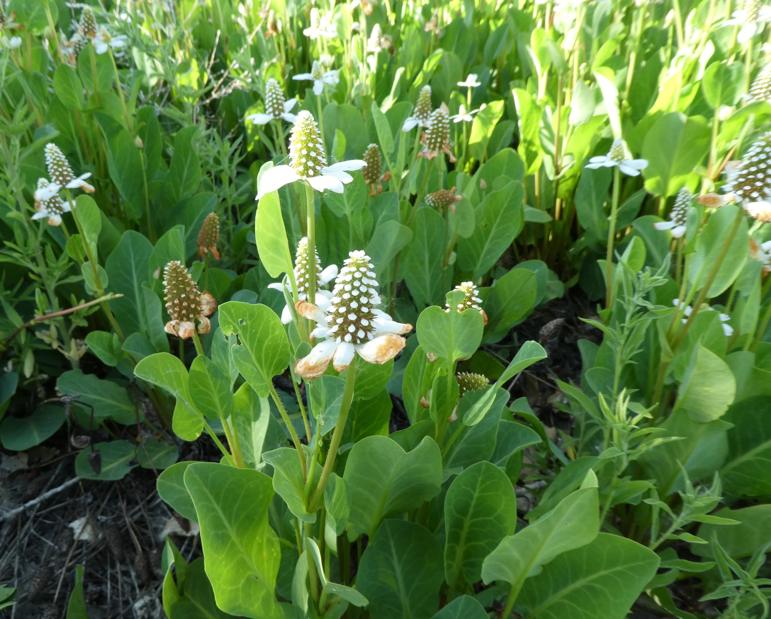 Anemopsis californica