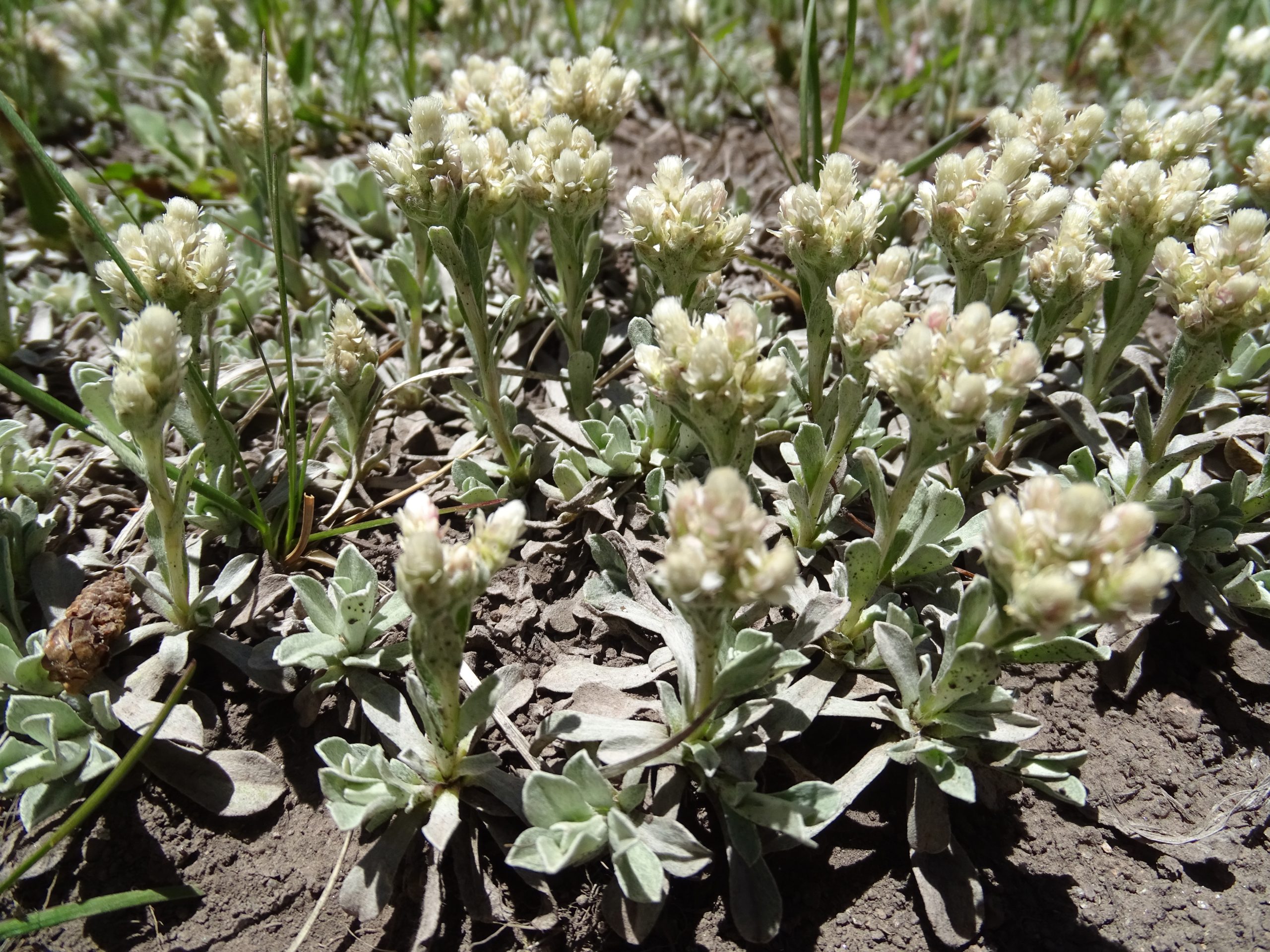 Antennaria parvifolia