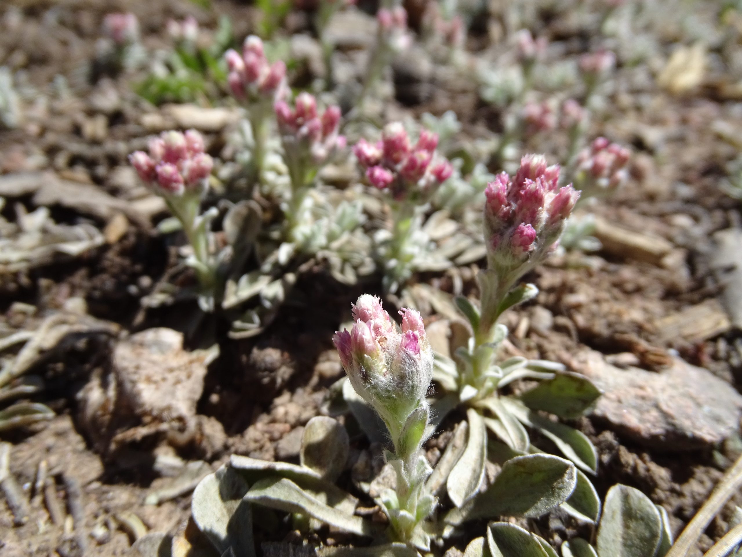 Antennaria rosea