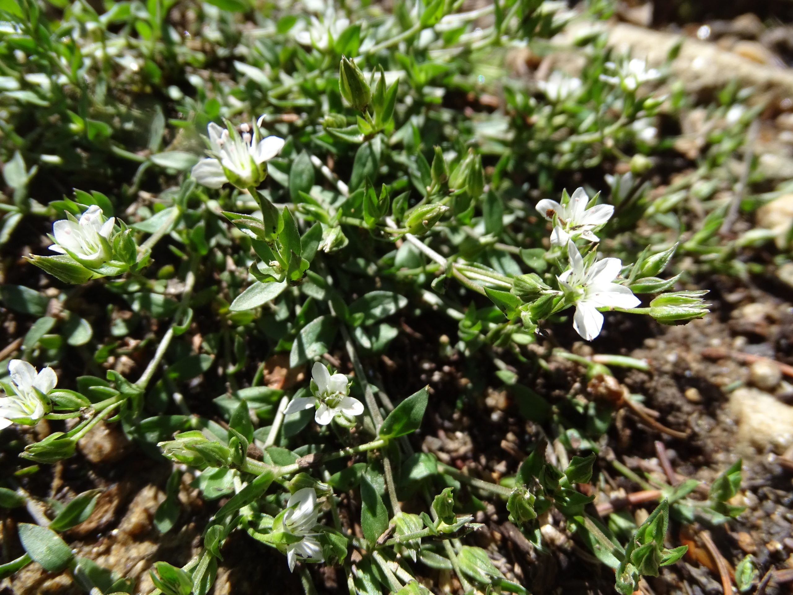 Arenaria lanuginosa
