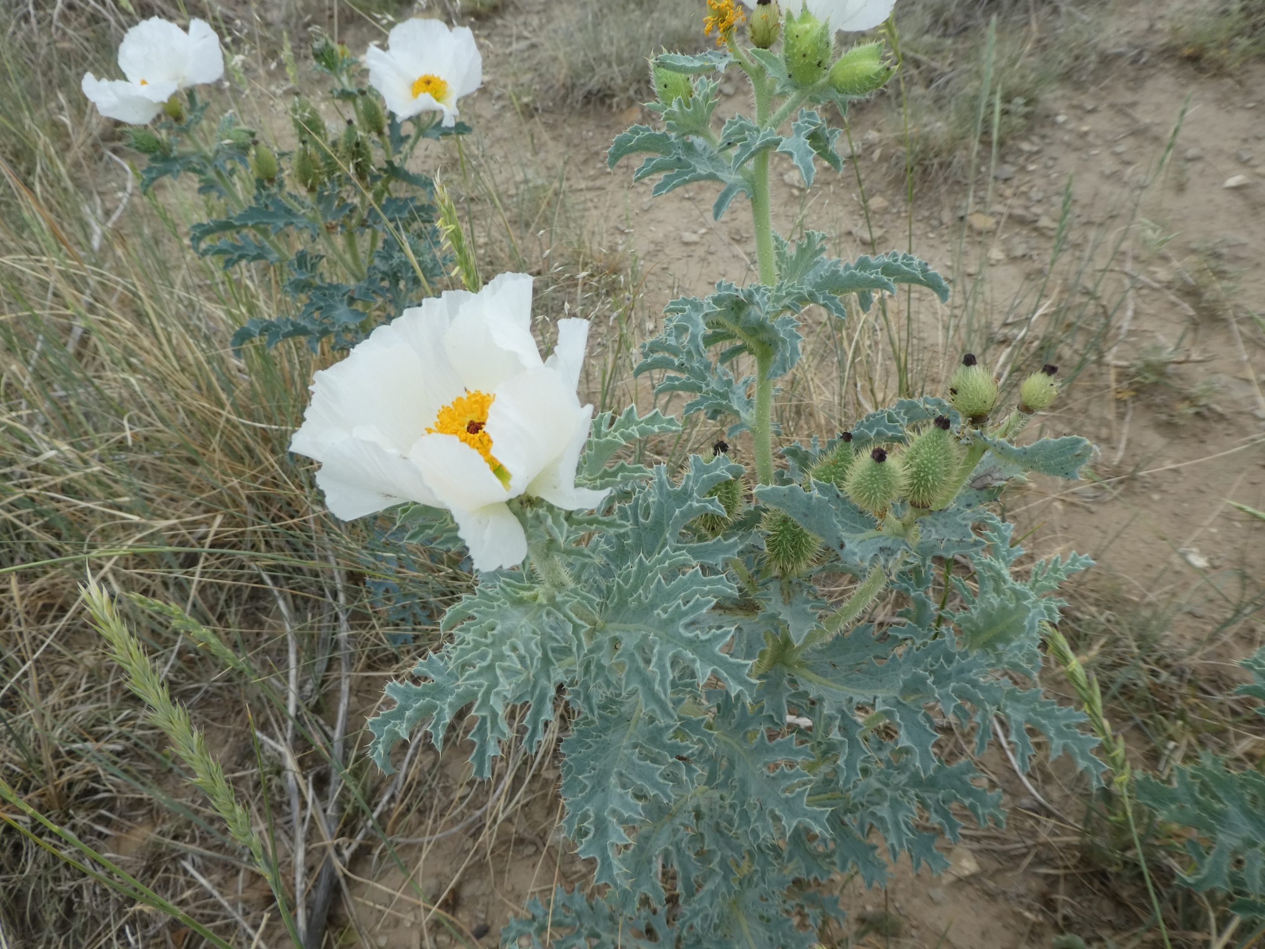Argemone sp.