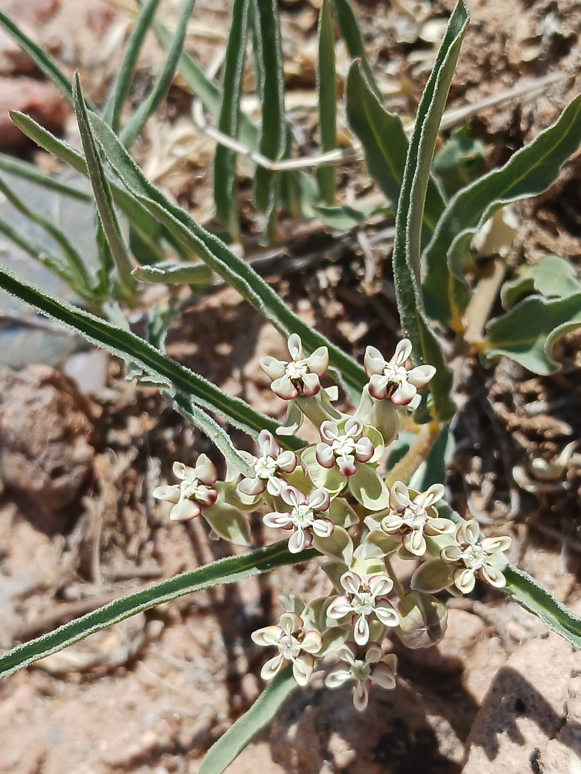 Asclepias involucrata