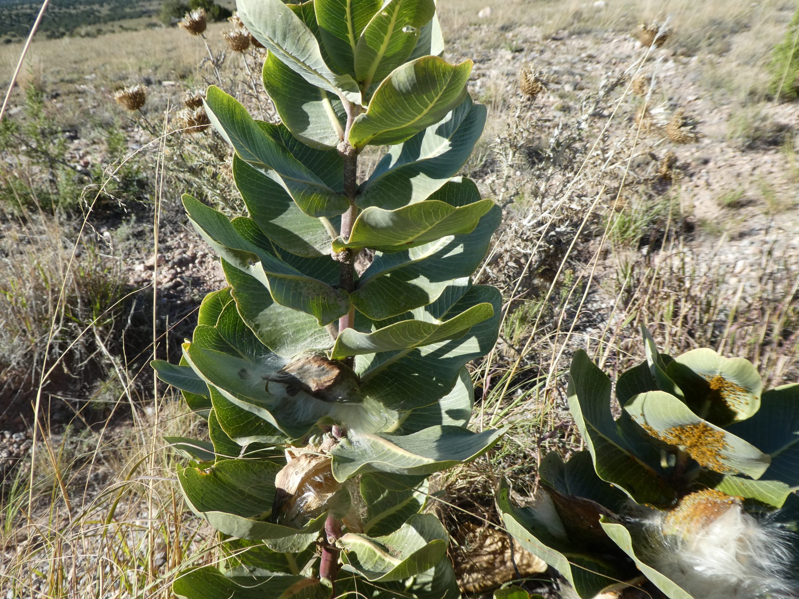 Asclepias latifolia
