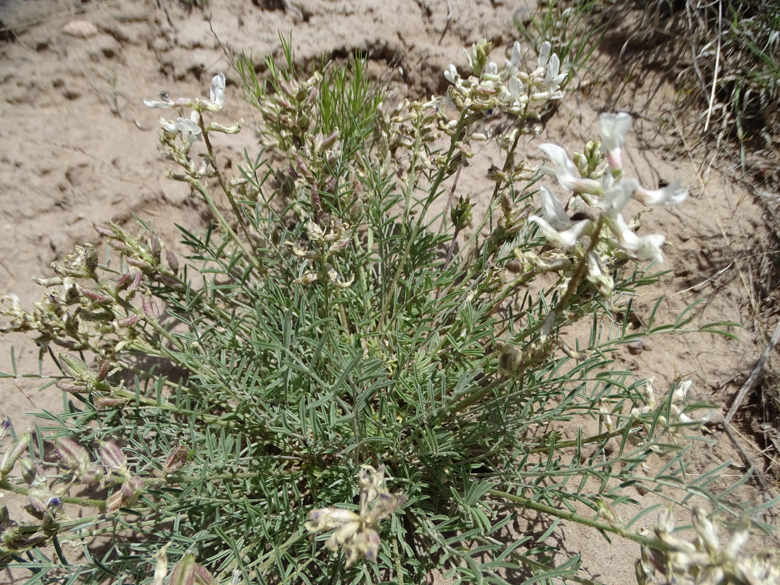Astragalus flavus