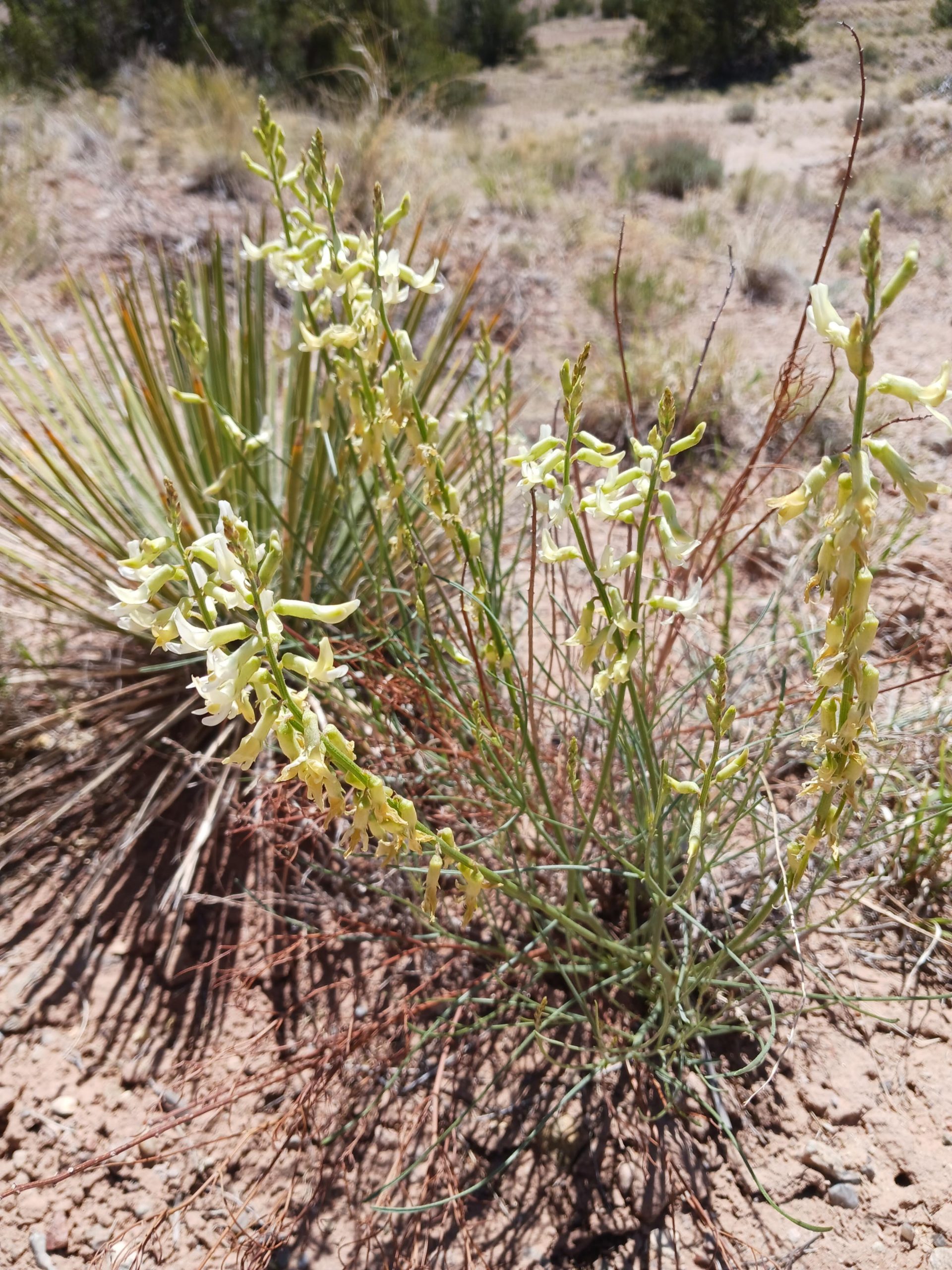 Astragalus lonchocarpus
