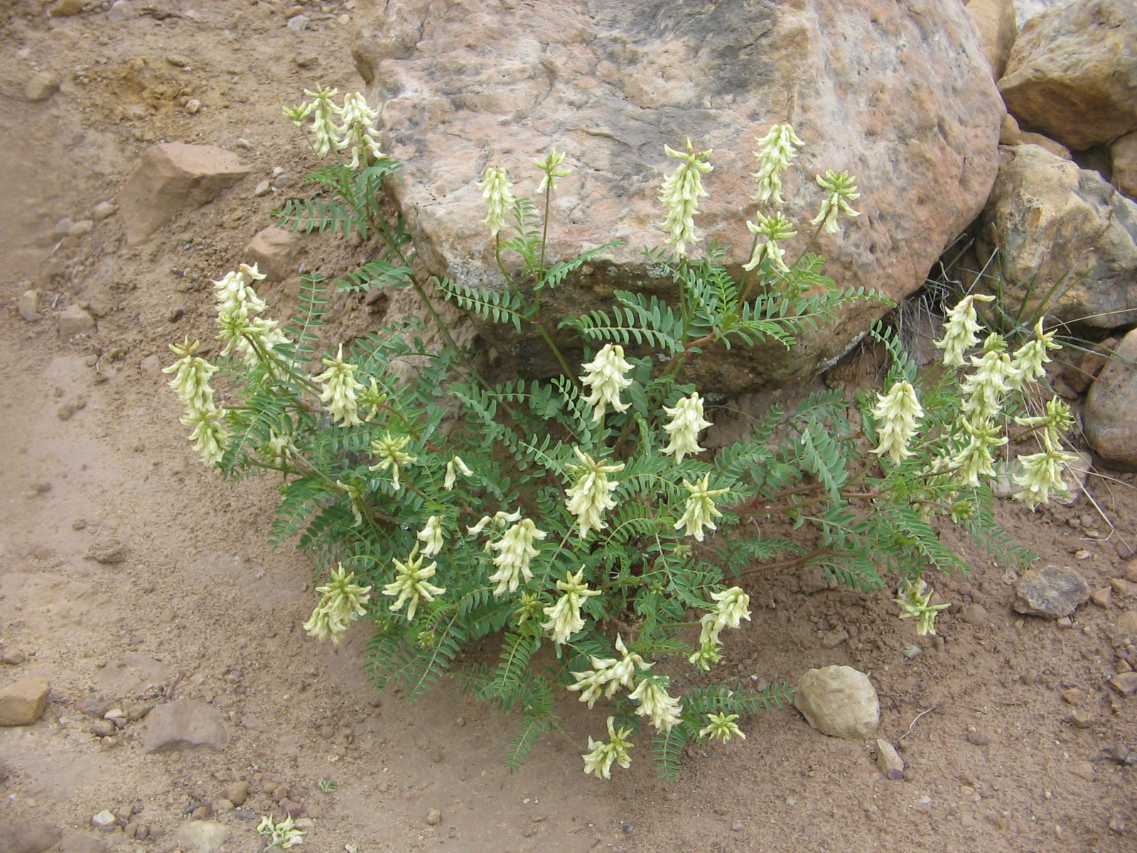 Astragalus praelongus