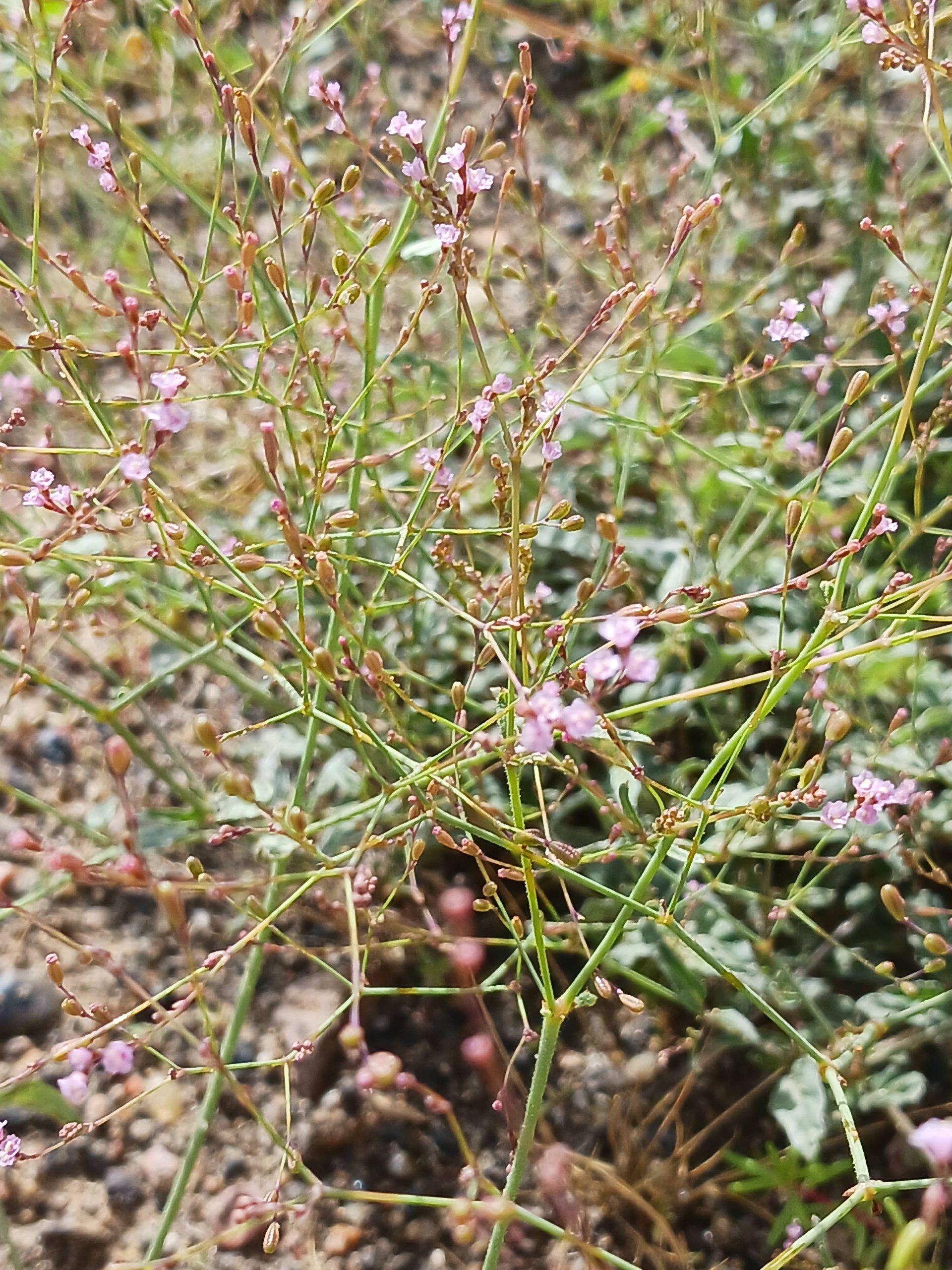 Boerhavia spicata