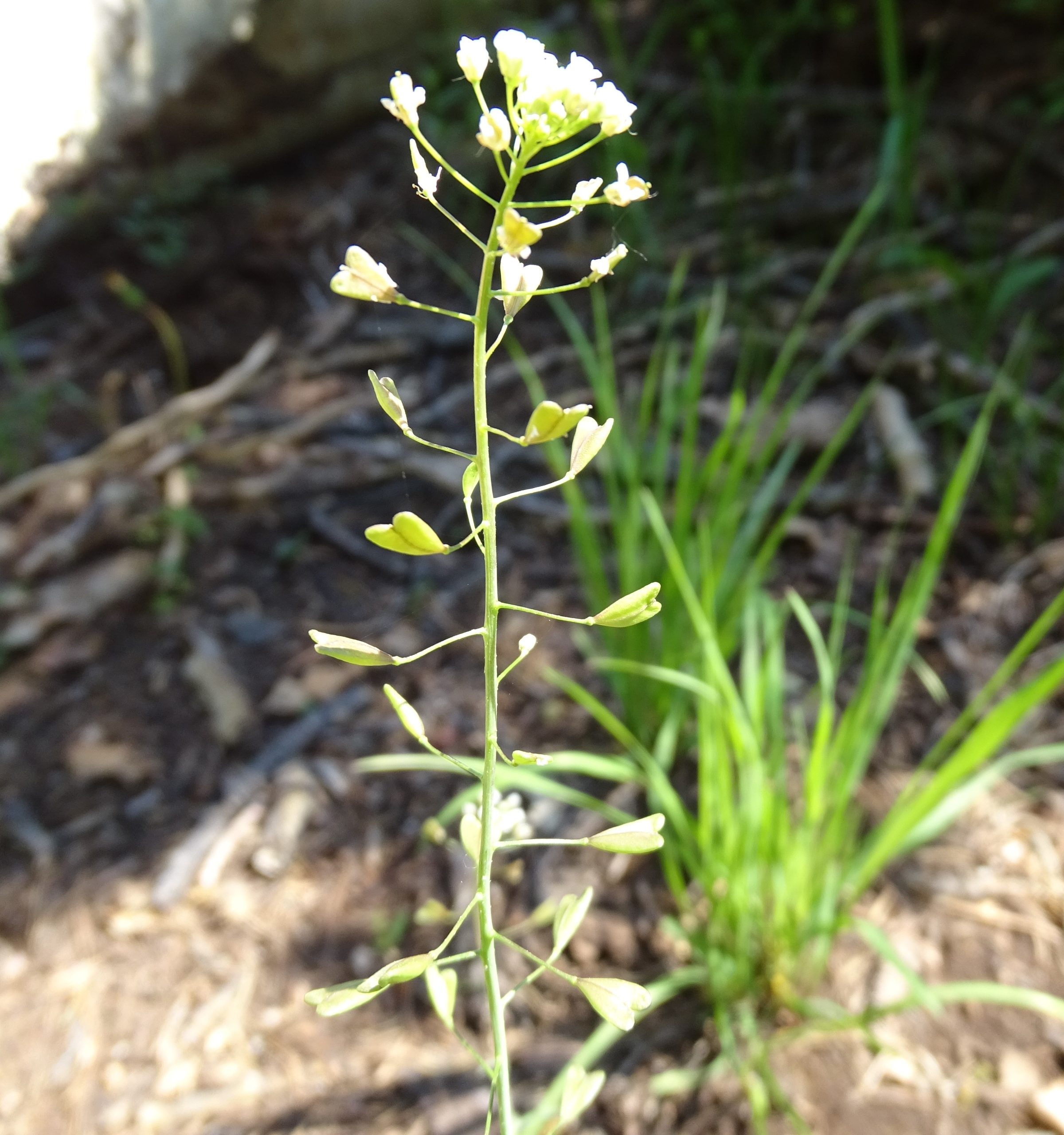 Capsella bursa-pastoris