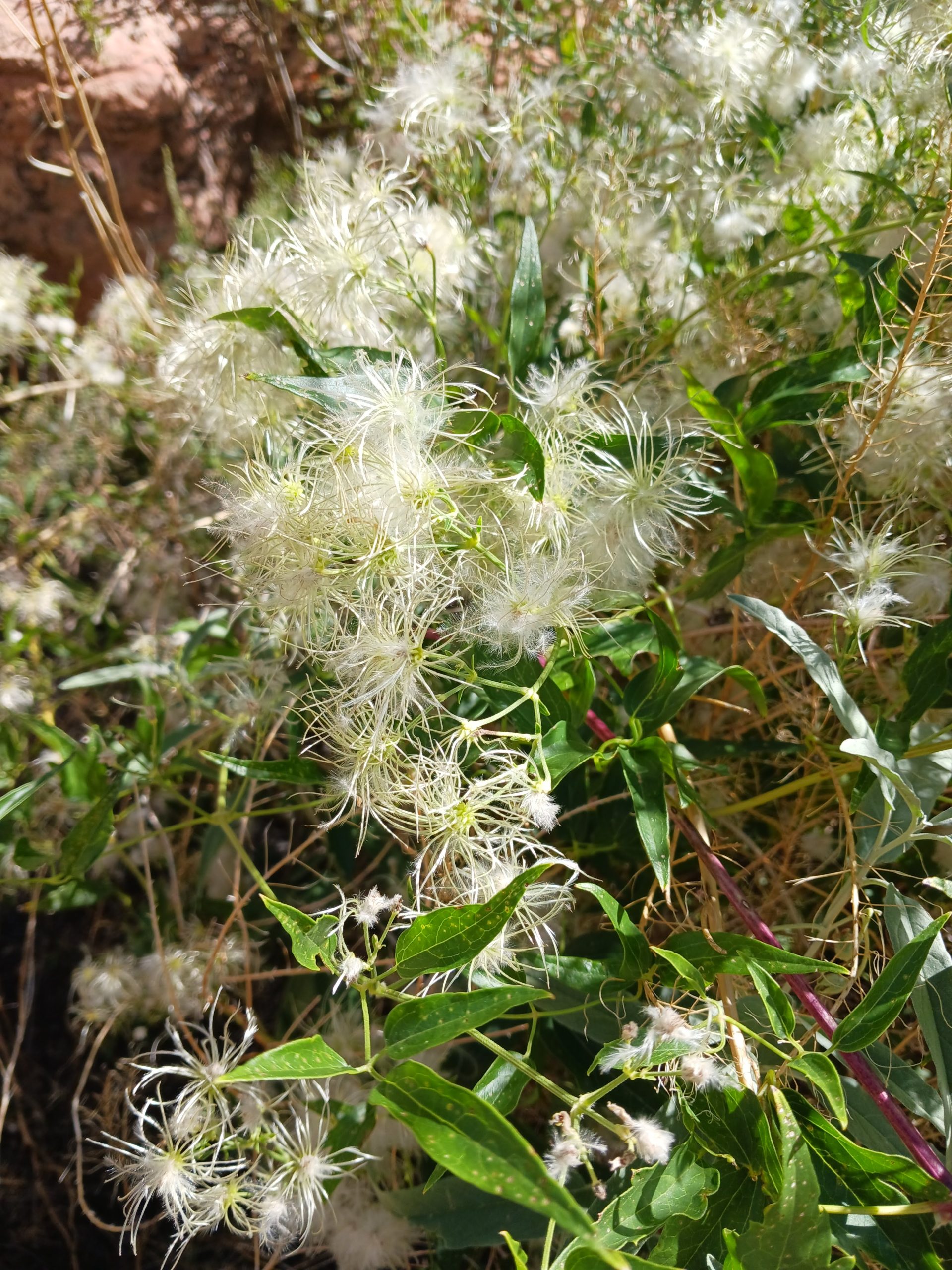 Clematis ligusticifolia